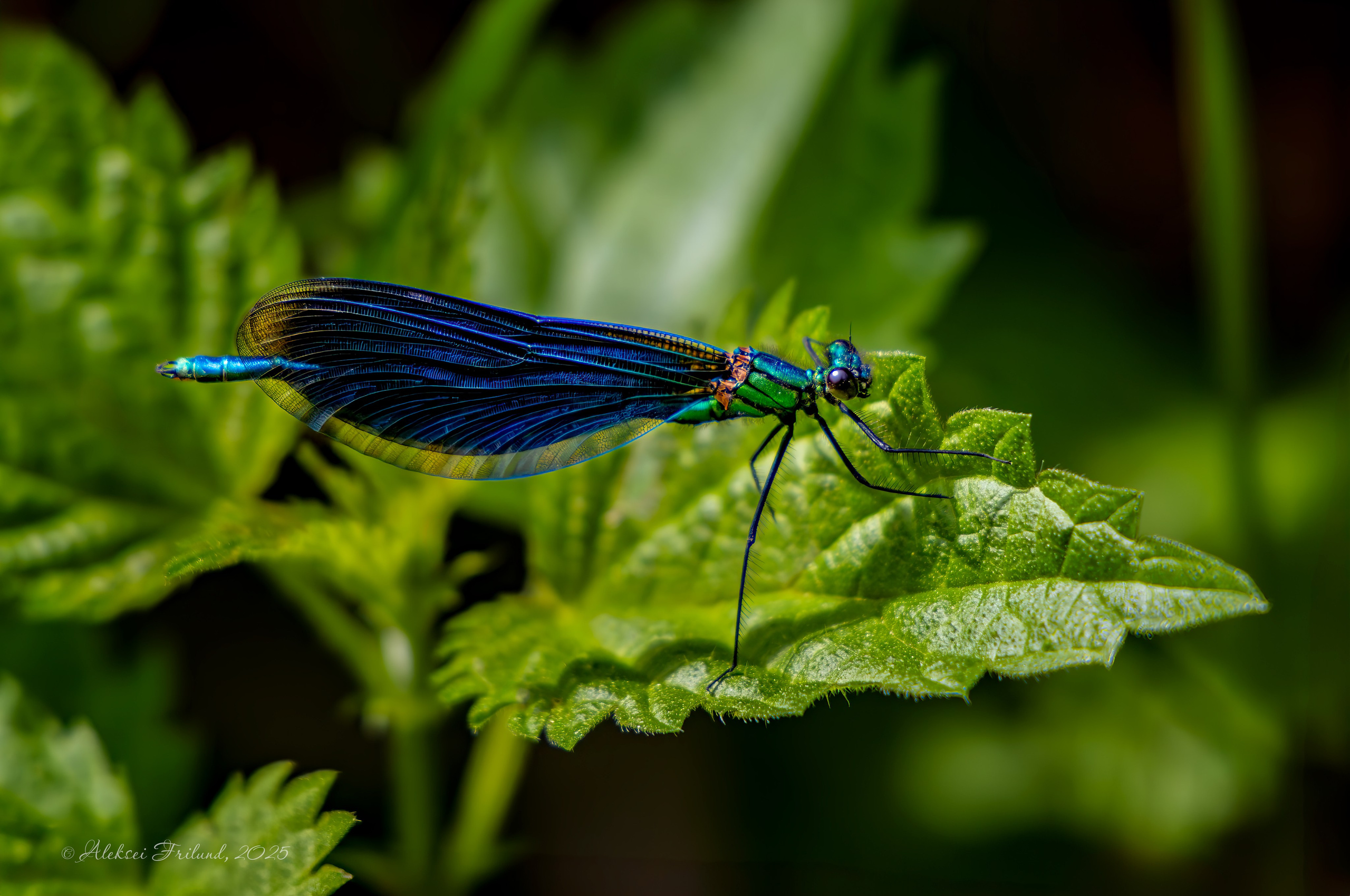Природа Карелии. Аэросъемка. Фото и Видео в Карелии. Алексей Фрилунд