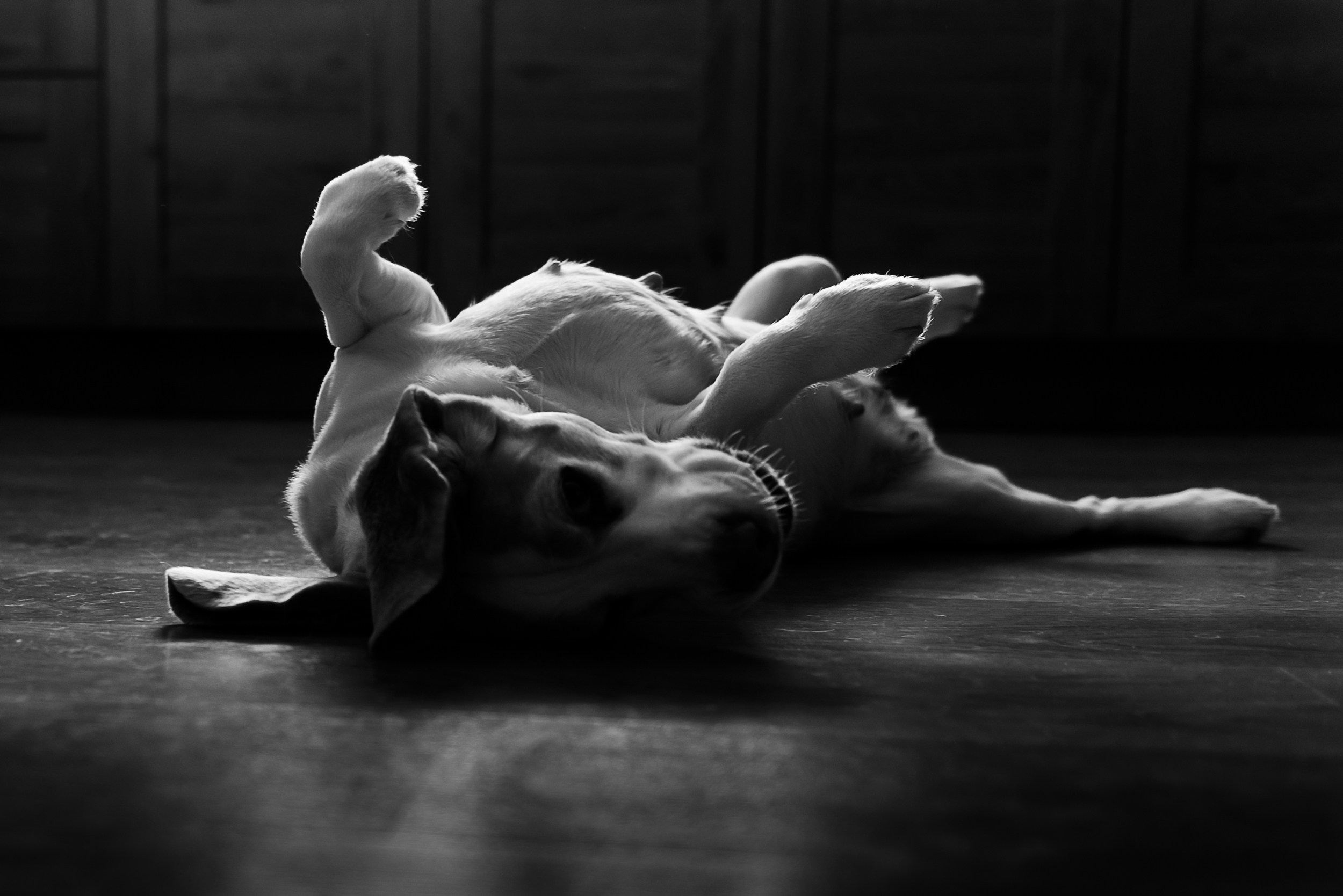 Оля, бигли и семья. Семейный Фотограф в Москве Ирина Хохлова