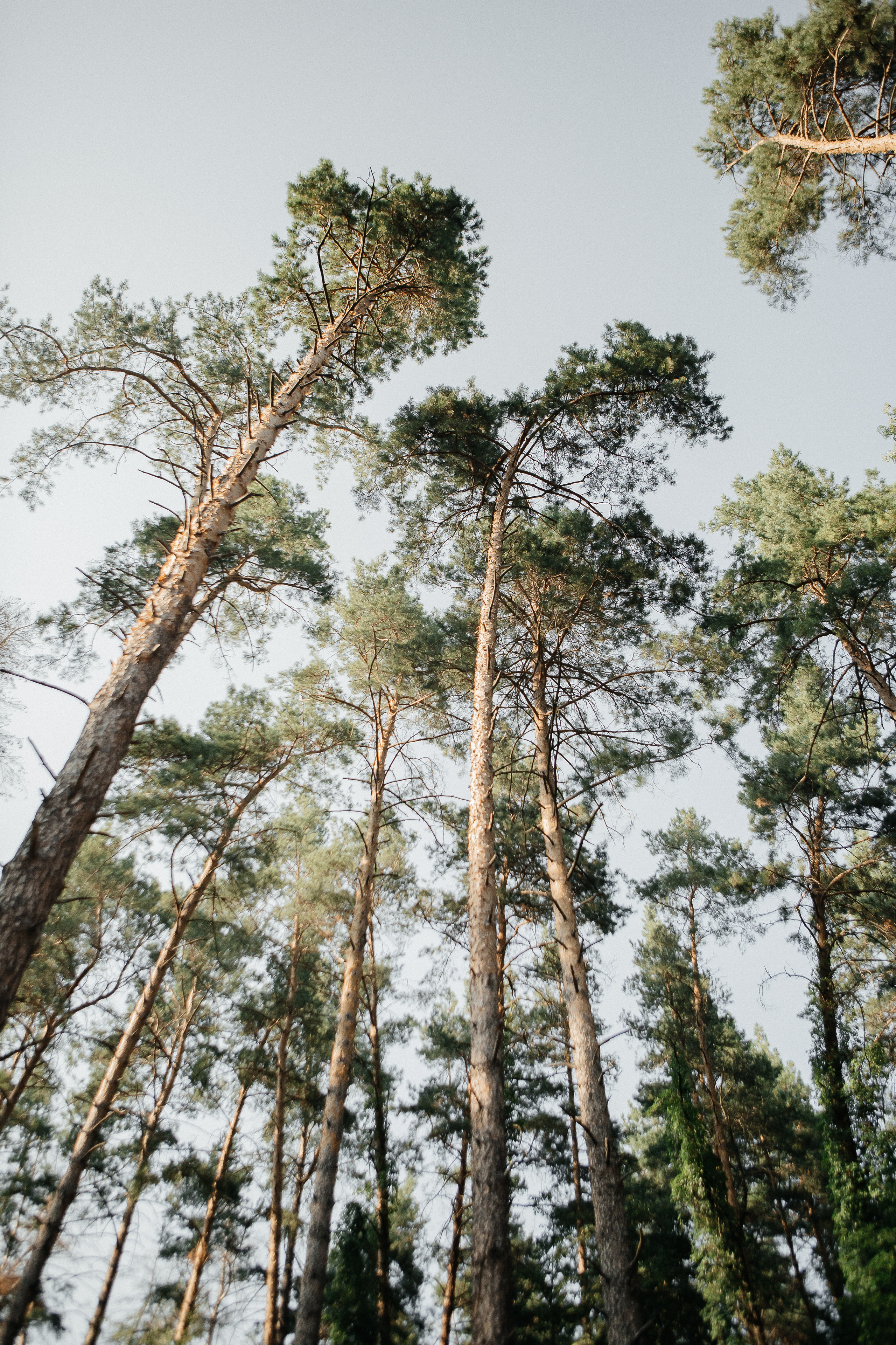 Алина и Артём. Фотограф Дубровская Виктория