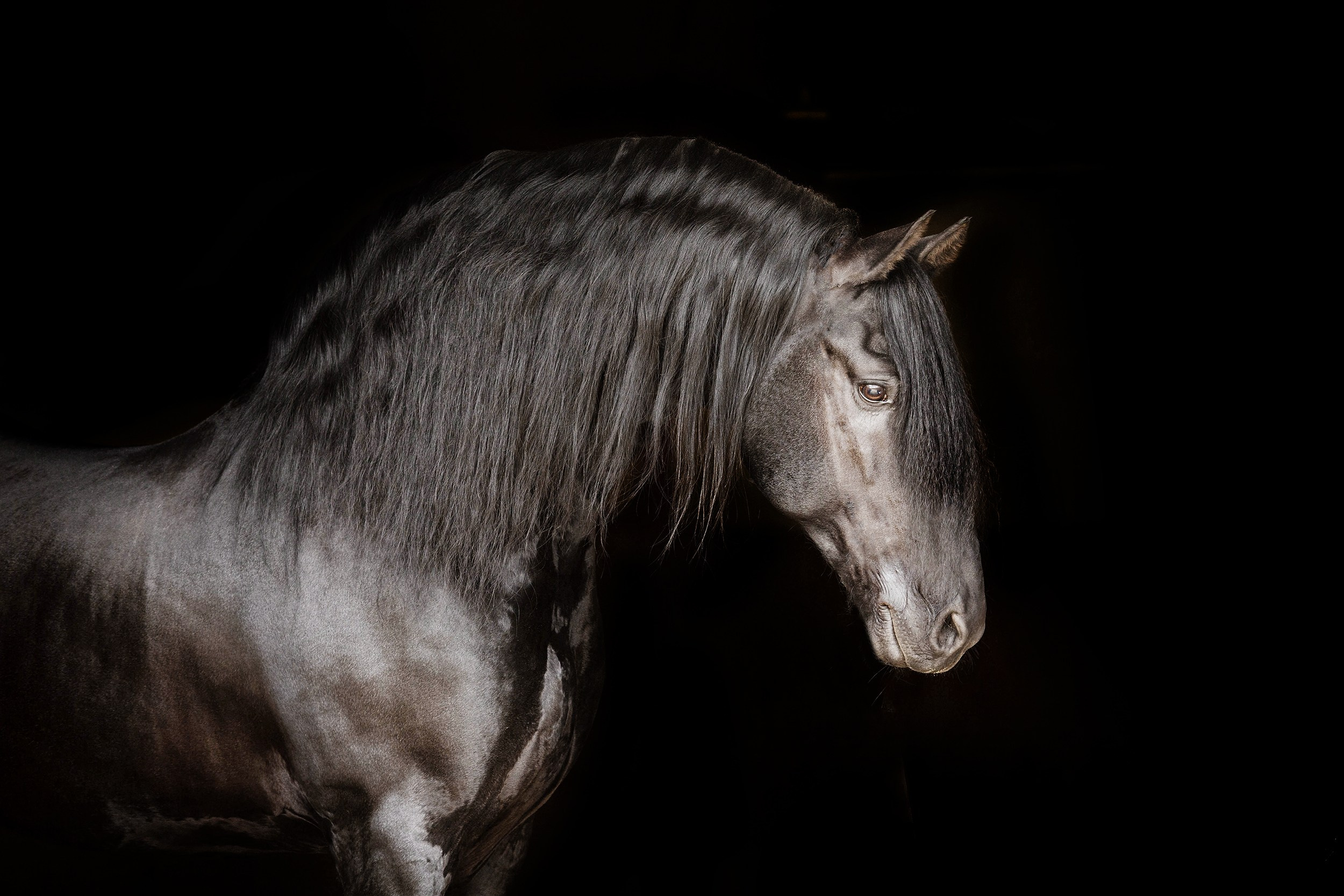 Лошади. Фотограф-анималист Юлия Удовенко