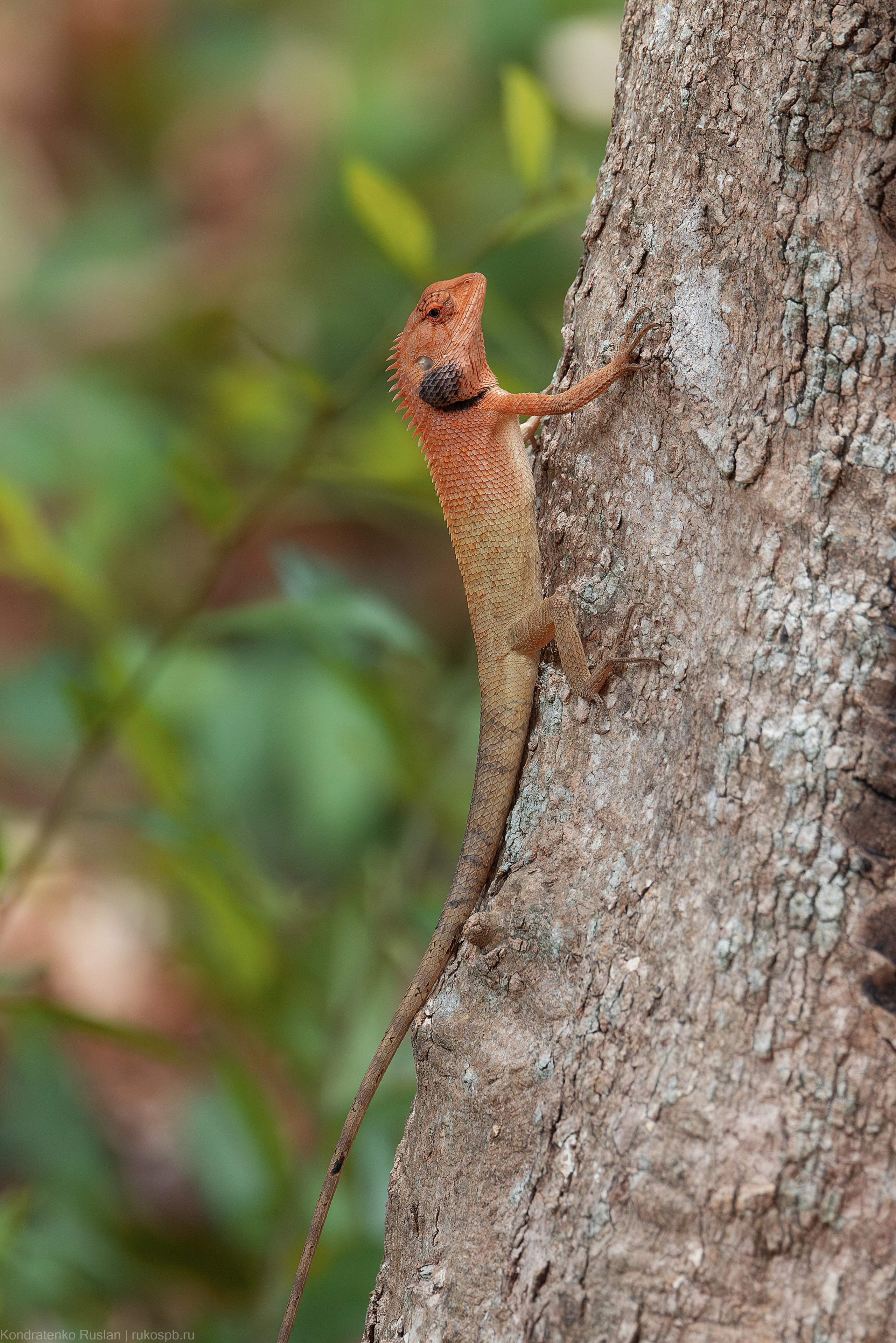 Калот-кровосос. Архитектурный и пейзажный фотограф Кондратенко Руслан, Санкт-Петербург