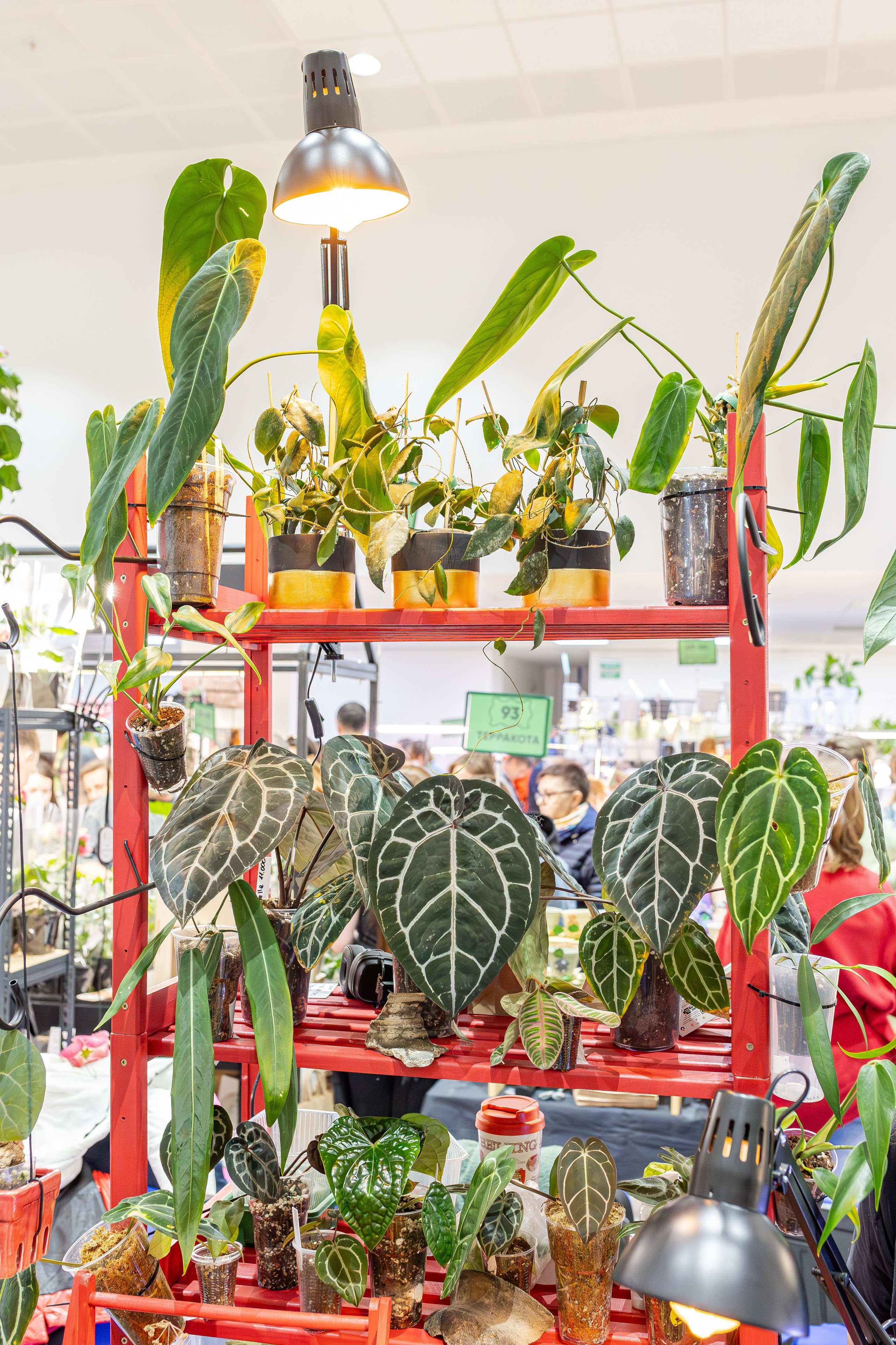 Монстериум апрель 2026. Александра Куликова фотограф, Москва