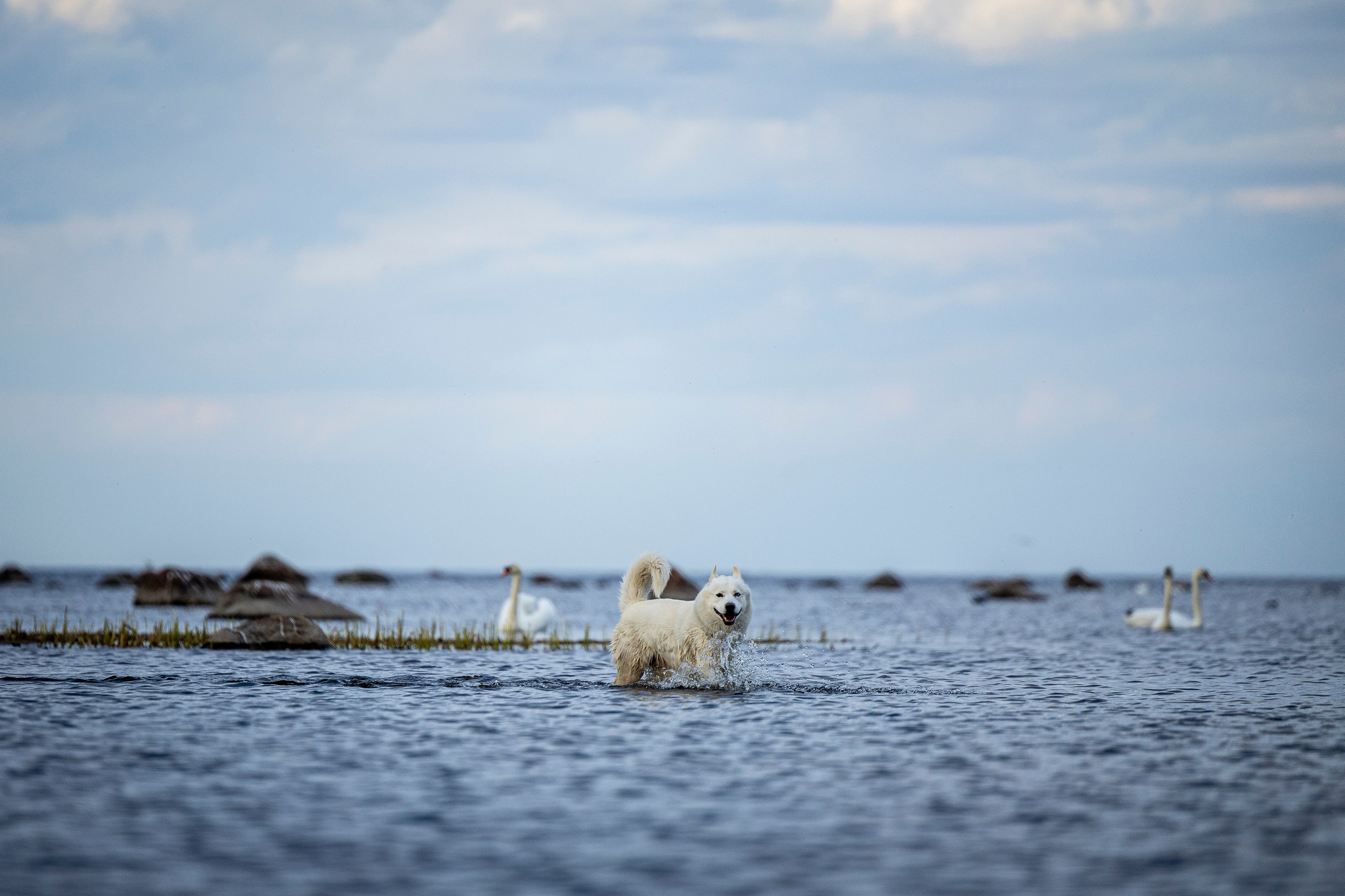 Ричард залив. Фотограф-анималист Анна Маринич