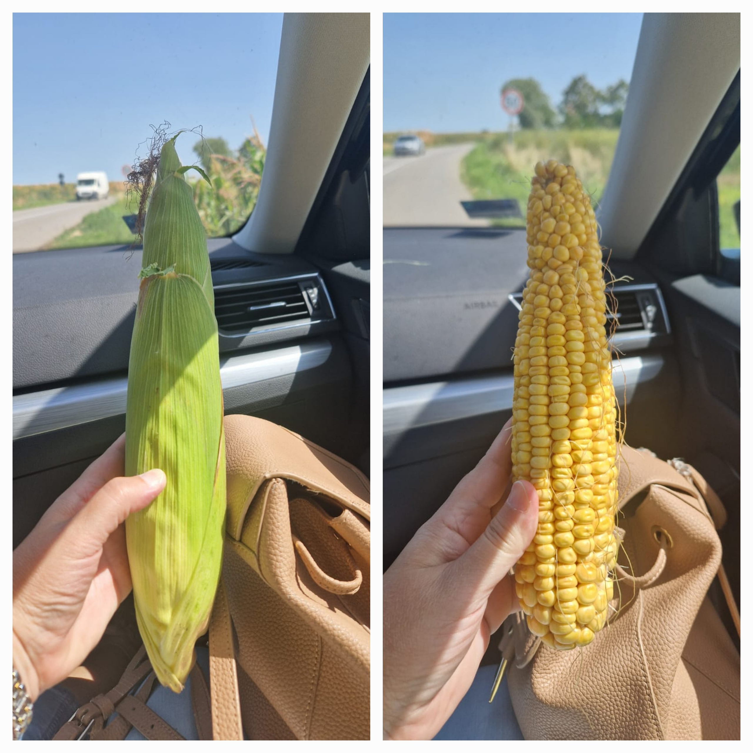 По дороге изучили строение кукурузы и вспомнили пионерское детство в спортивных лагерях у кукурузного поля