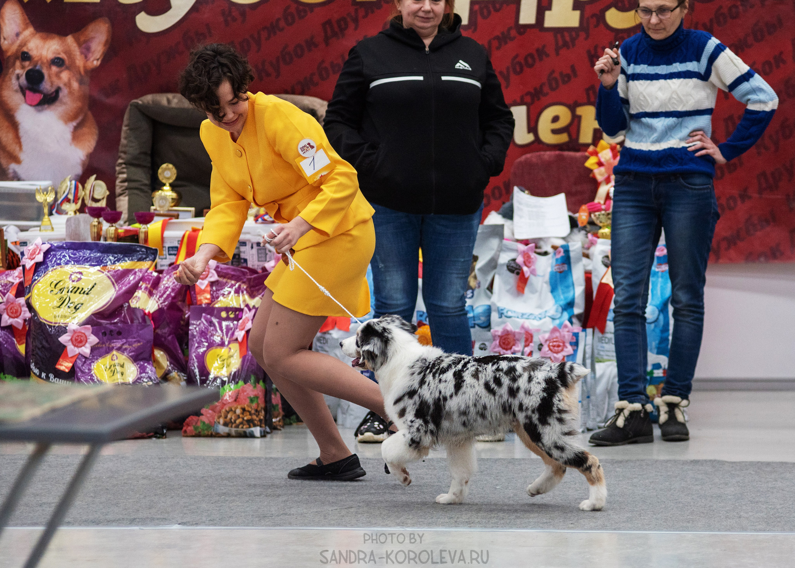 Выставка собак тюмень 14.01.2023. Дог-фотограф в Тюмени Александра Королева