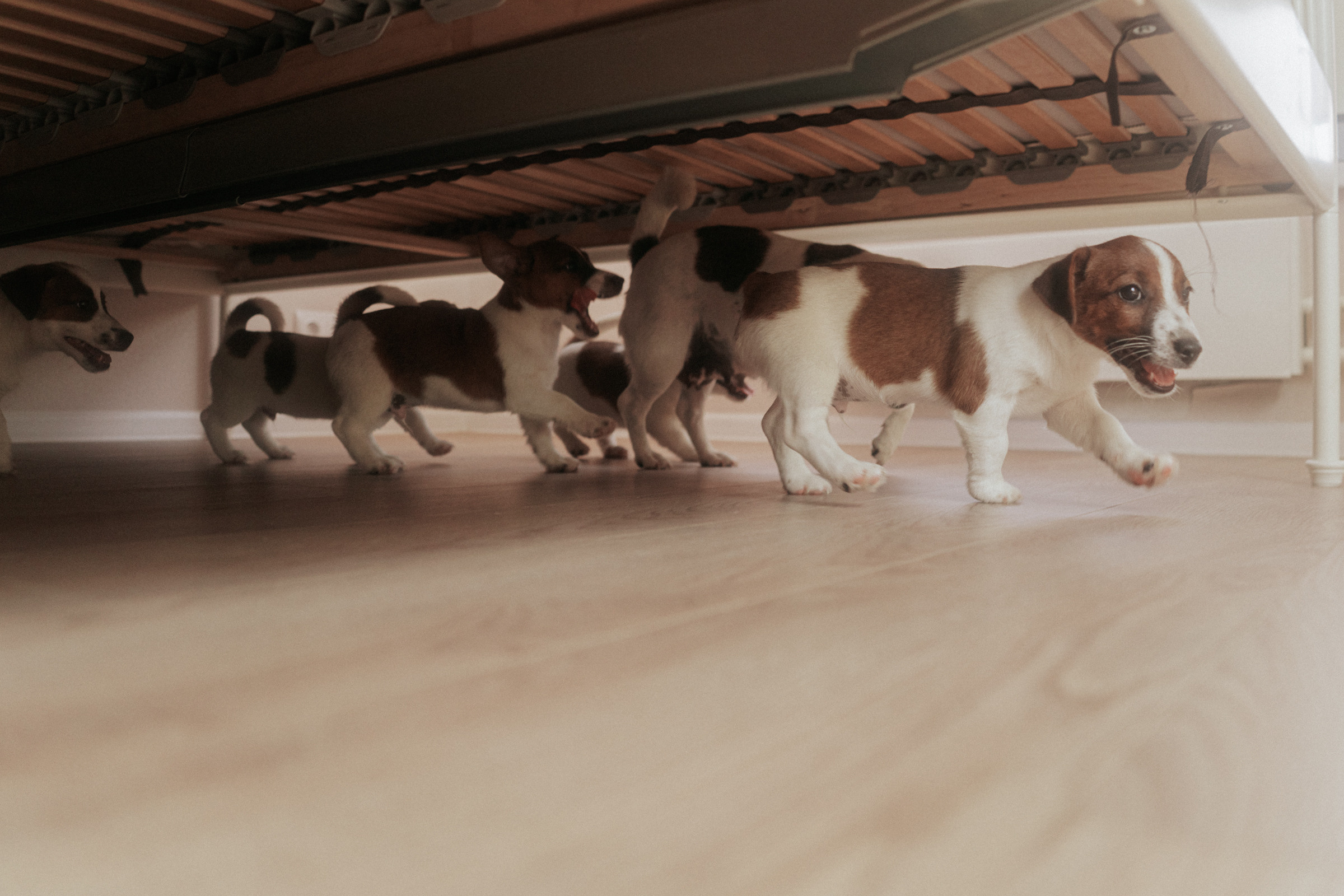 Фотосессия маленьких терьеров. Ваш Семейный Фотограф Москва