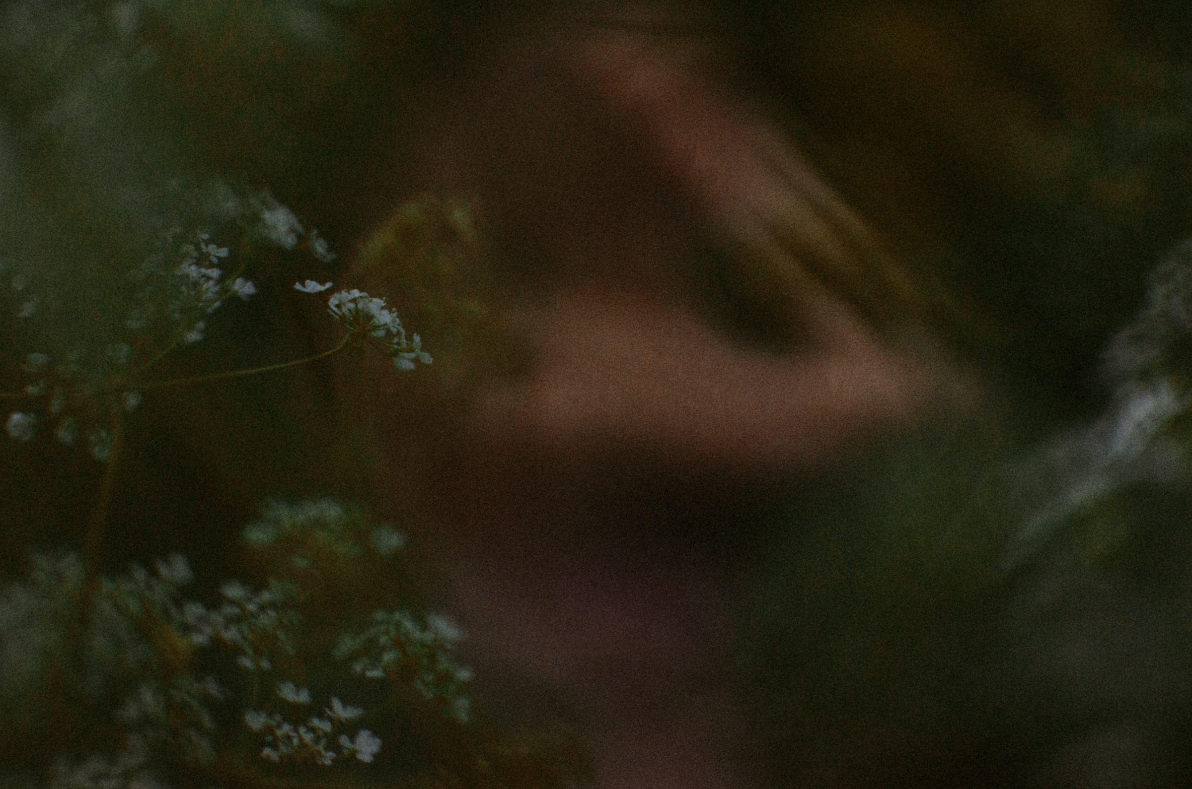 Люпины. Под плёнку. Ваш Семейный Фотограф Москва