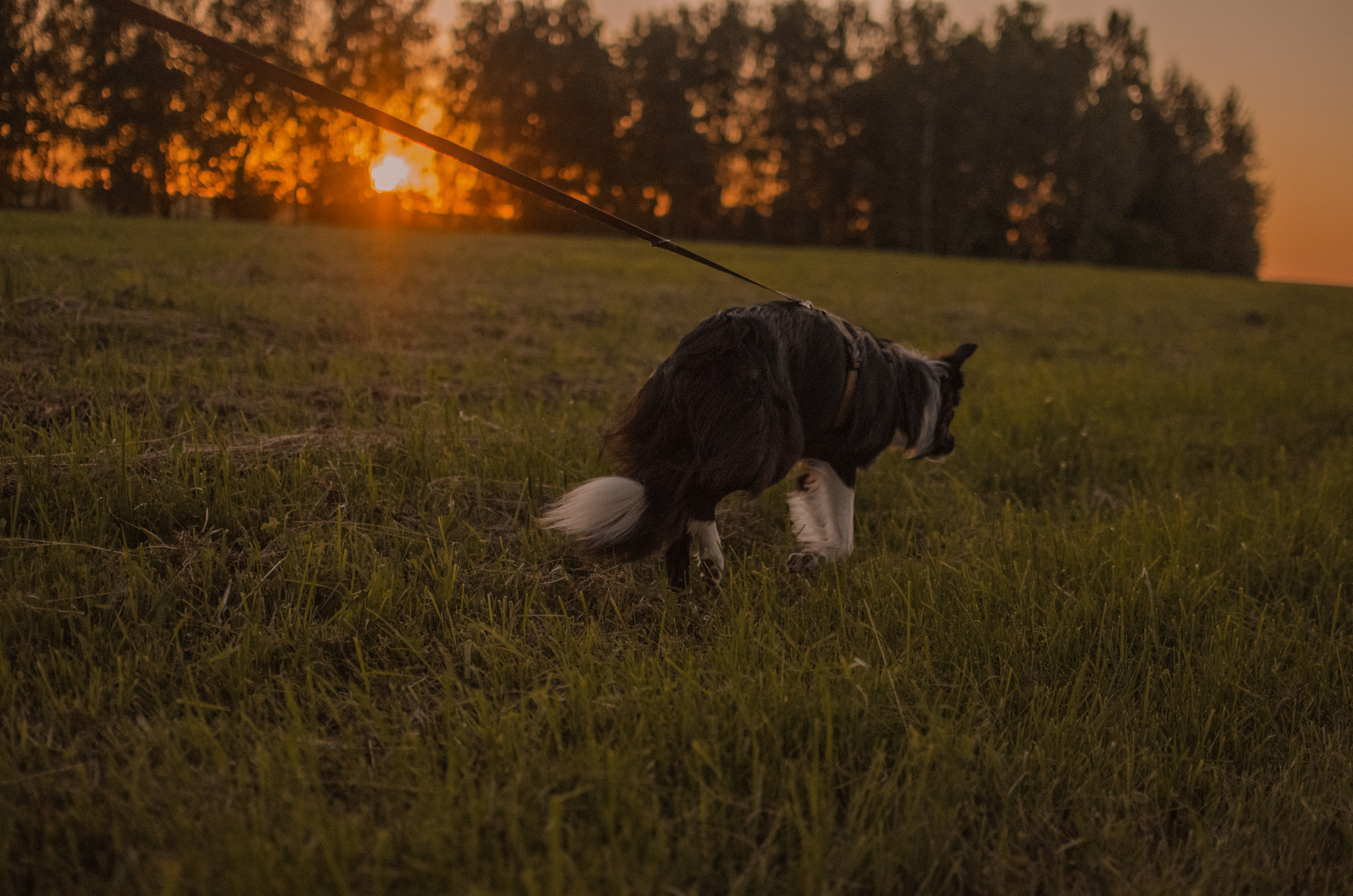 Алла и закат в полях. Ваш Семейный Фотограф Москва