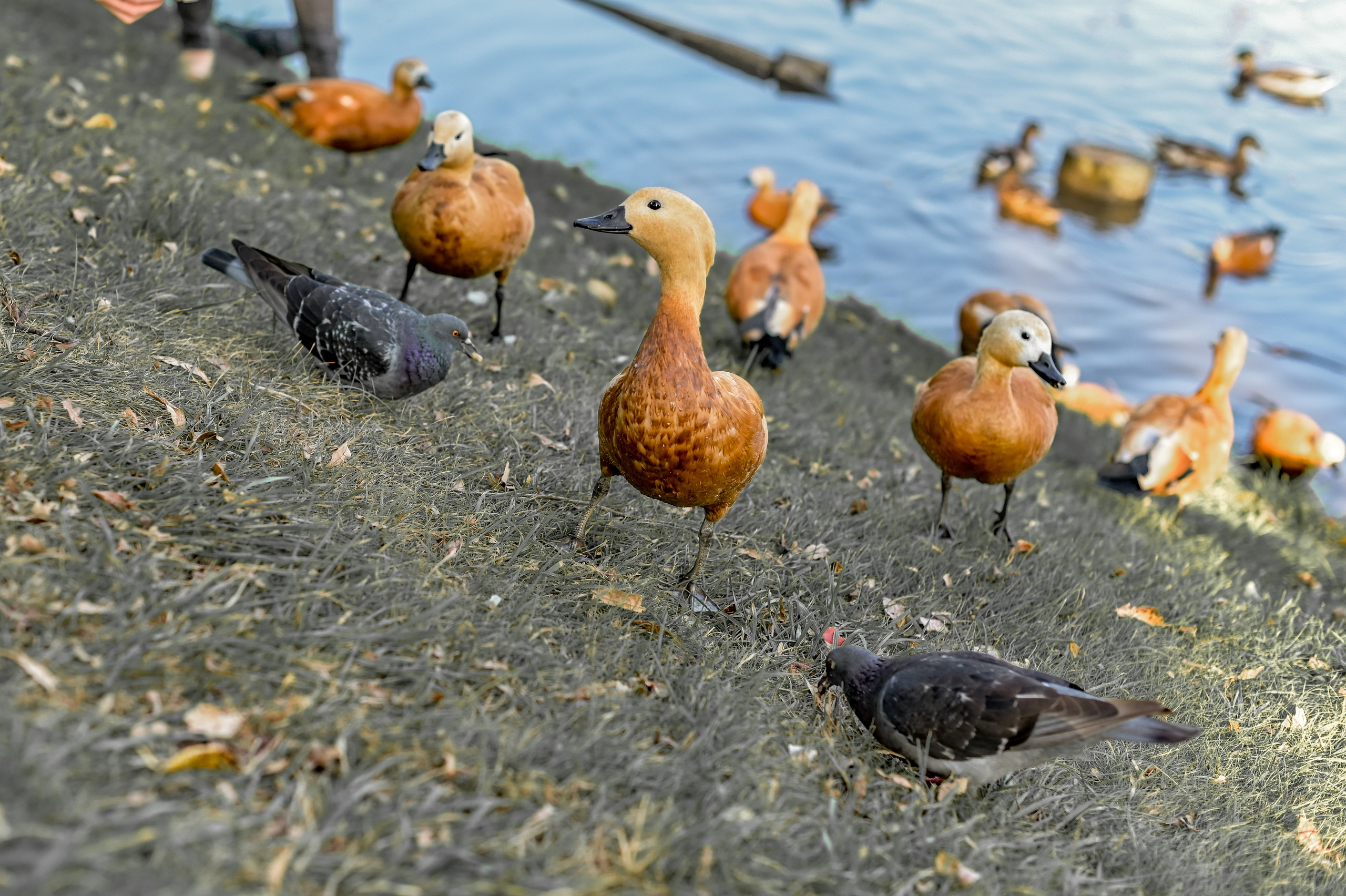Sunny day. Семейный и репортажный фотограф в Москве Анастасия Трубкина