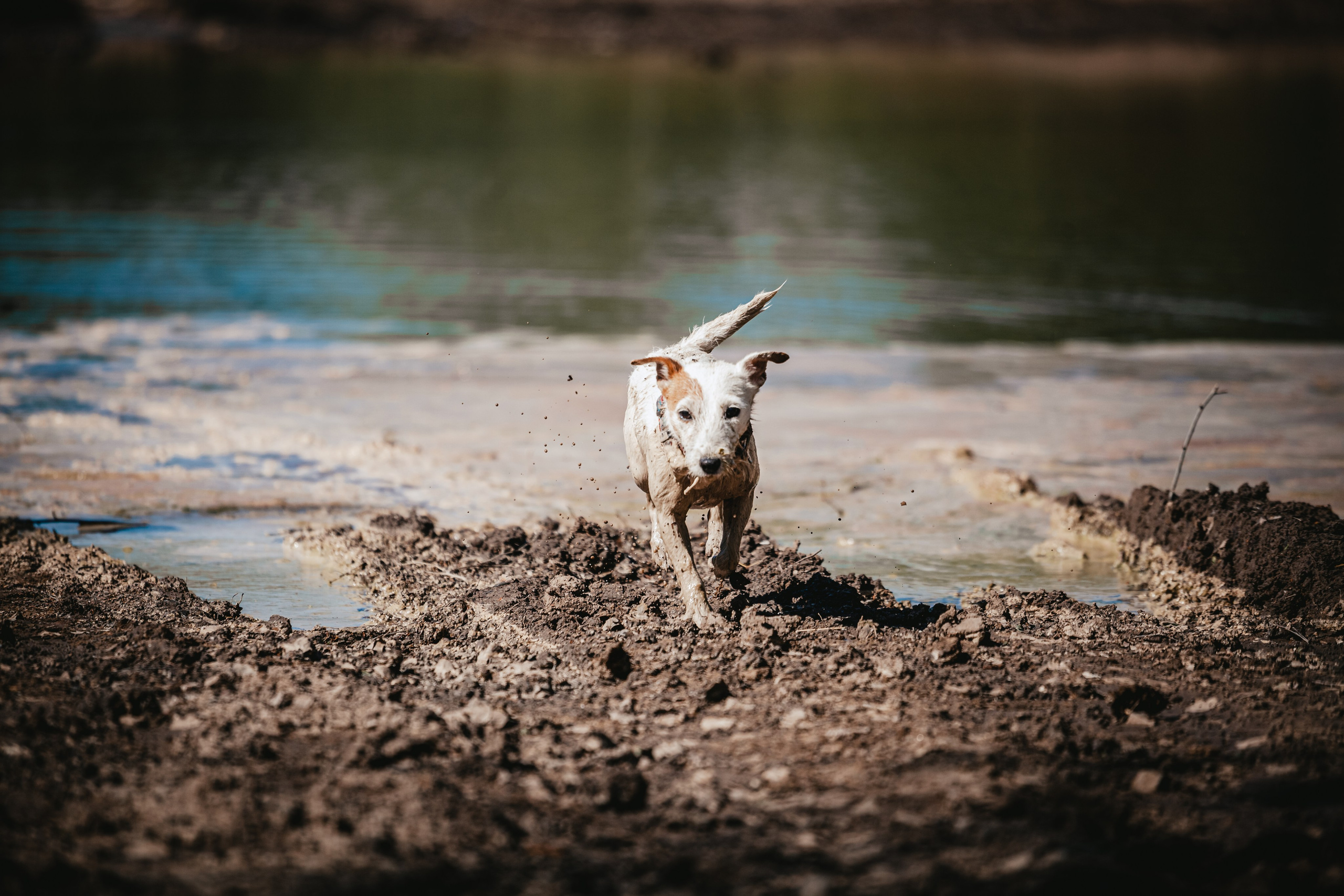 Кондуки. Фотограф-анималист Татьяна Степанова