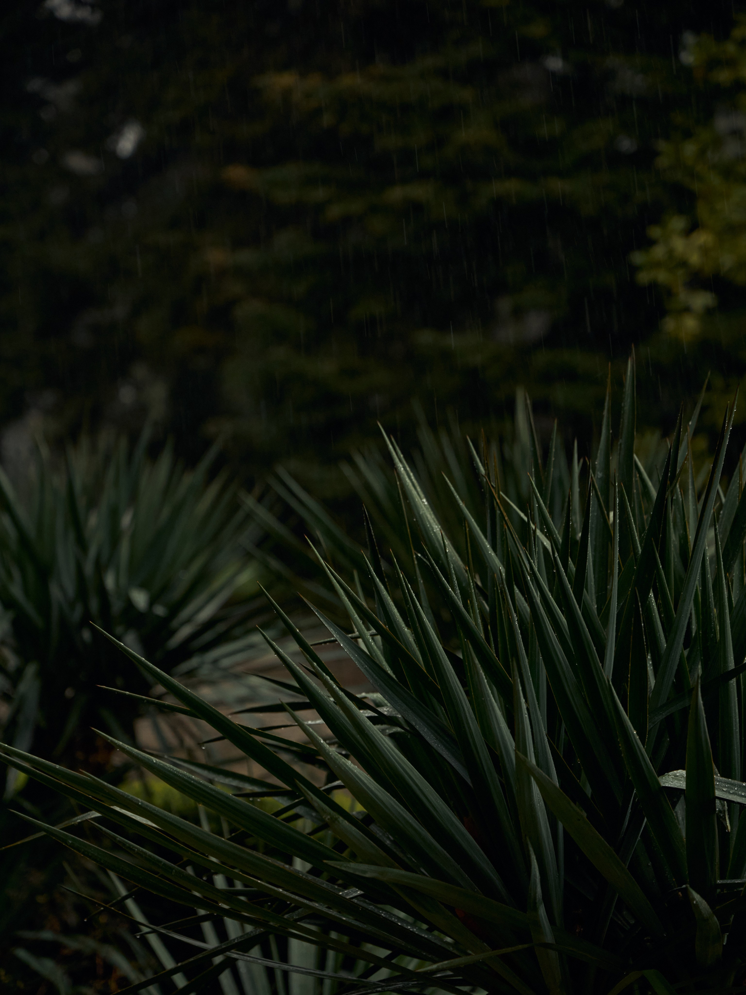 Давид и Милита