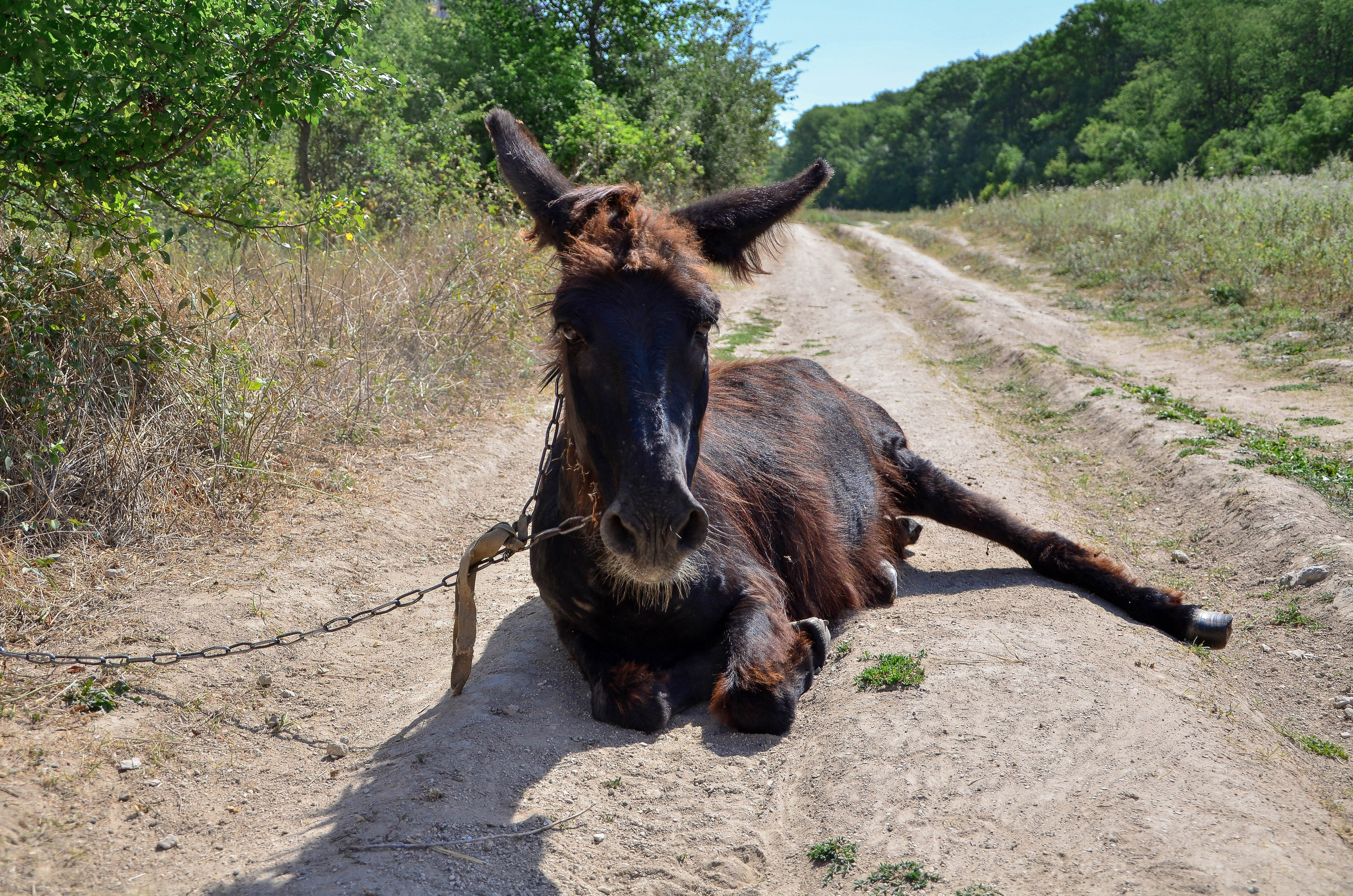 Животные. Фото, видео, монтаж