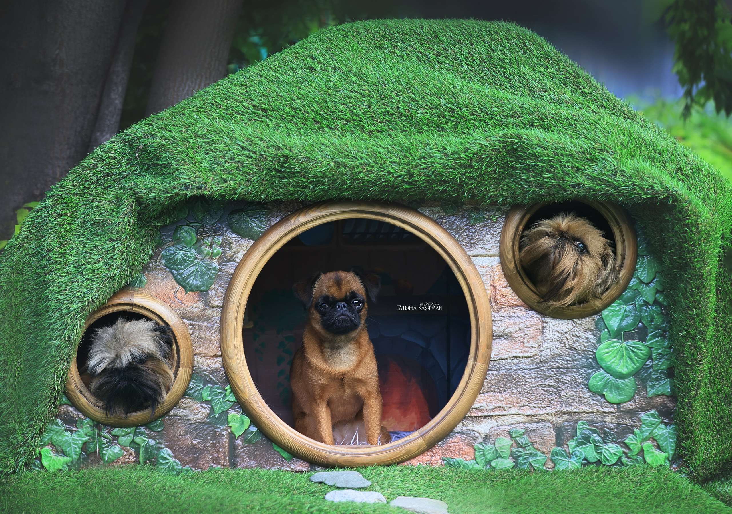 Домик для хоббитов, фотозона, властелин колец, шир, хоббиты, гномы, брюссельский гриффон, малый брабансон, фотосессия, ручная работа, фотограф анималист, фотограф Новосибирск