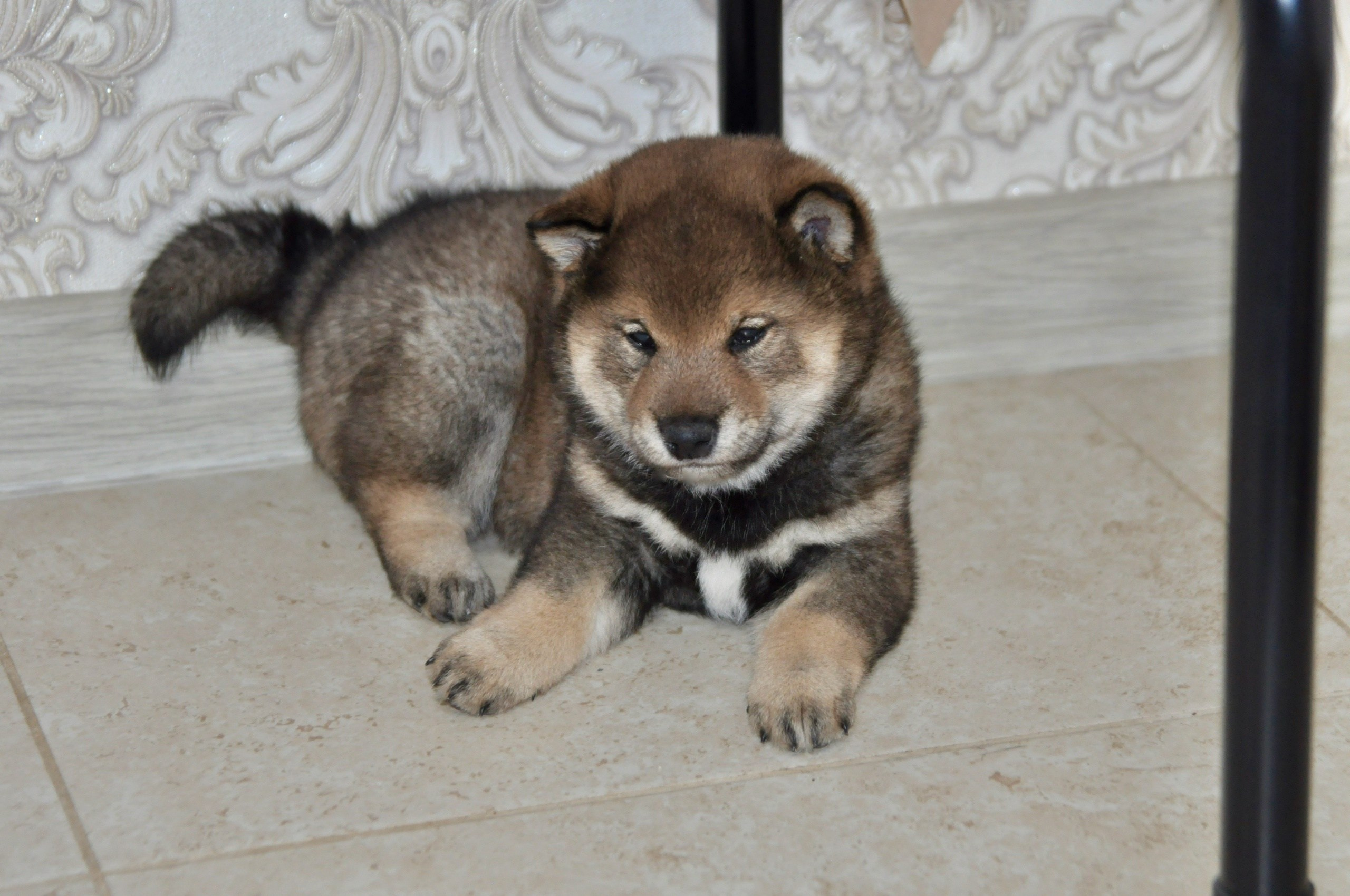 Шаман (сезам) * Шу_ Шаолинь Цукан. AMERICAN AKITA RUBYLIGHT KENNEL I SHIBA-INU