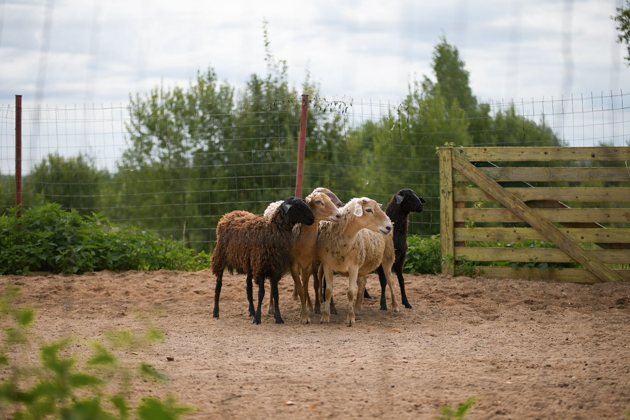 Пастьба собак. Творческий фотограф Вологда