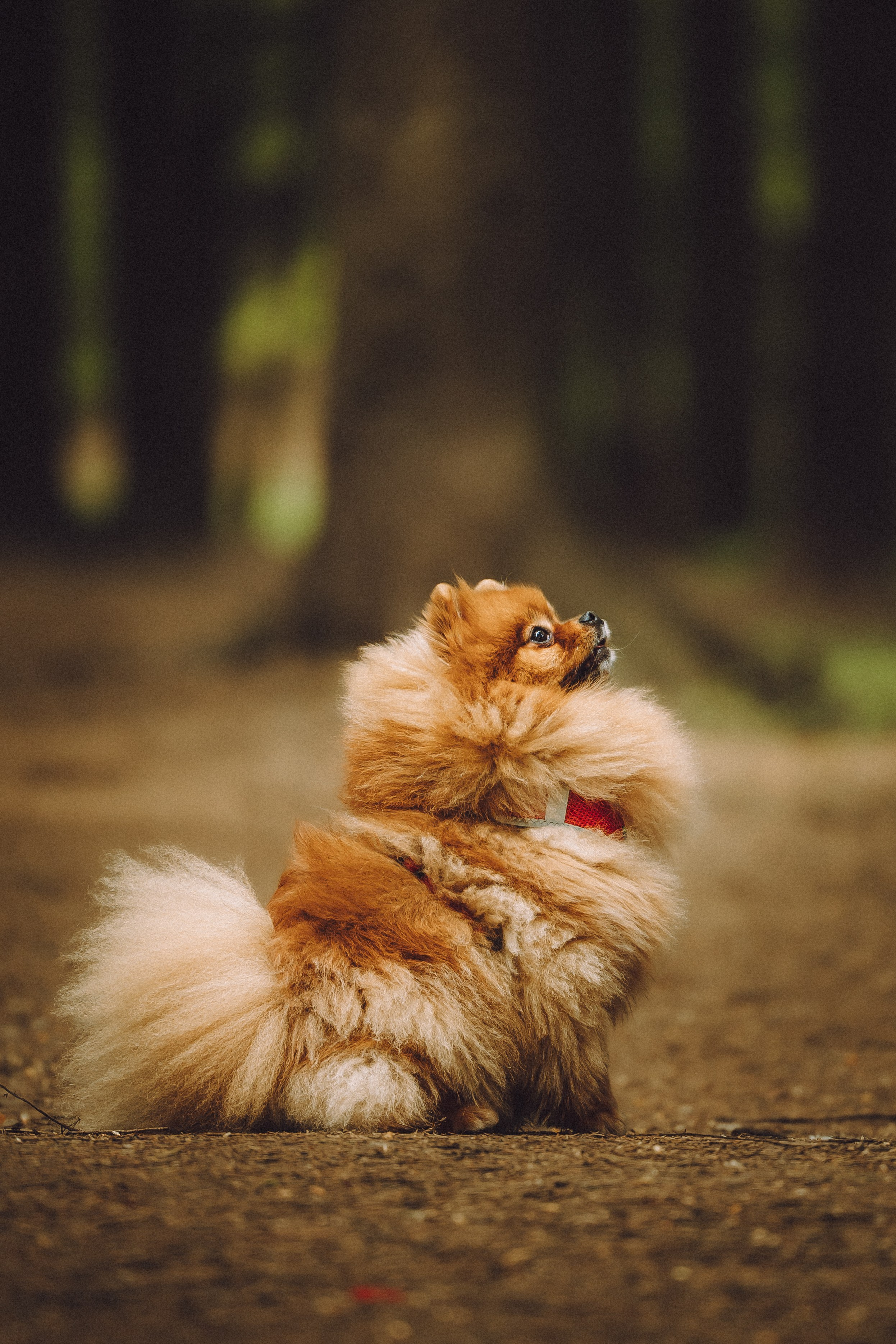 Лорик и его семья