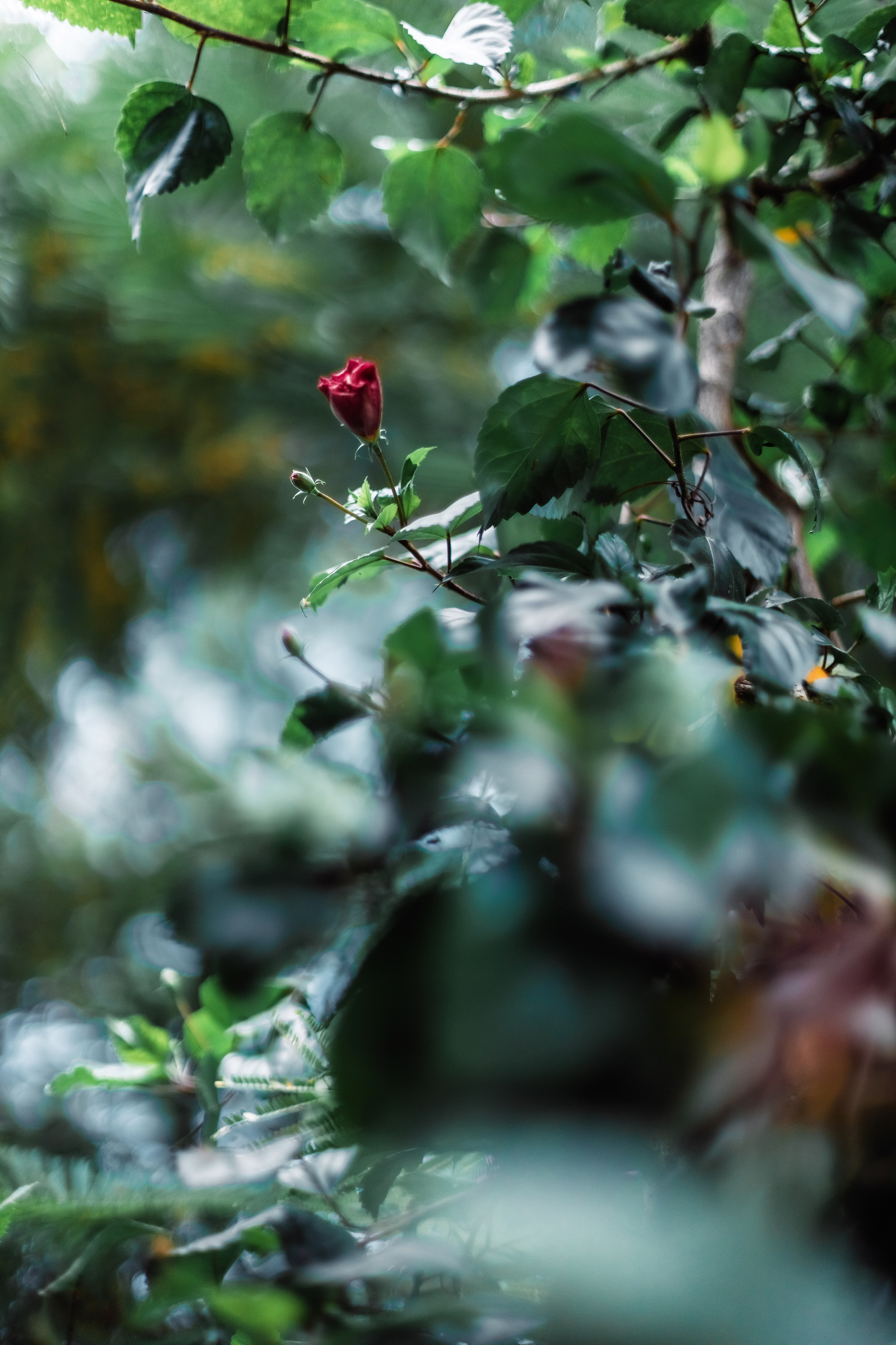 Devraha baba ji ashram life 2025. Mariam Bagdasaryan