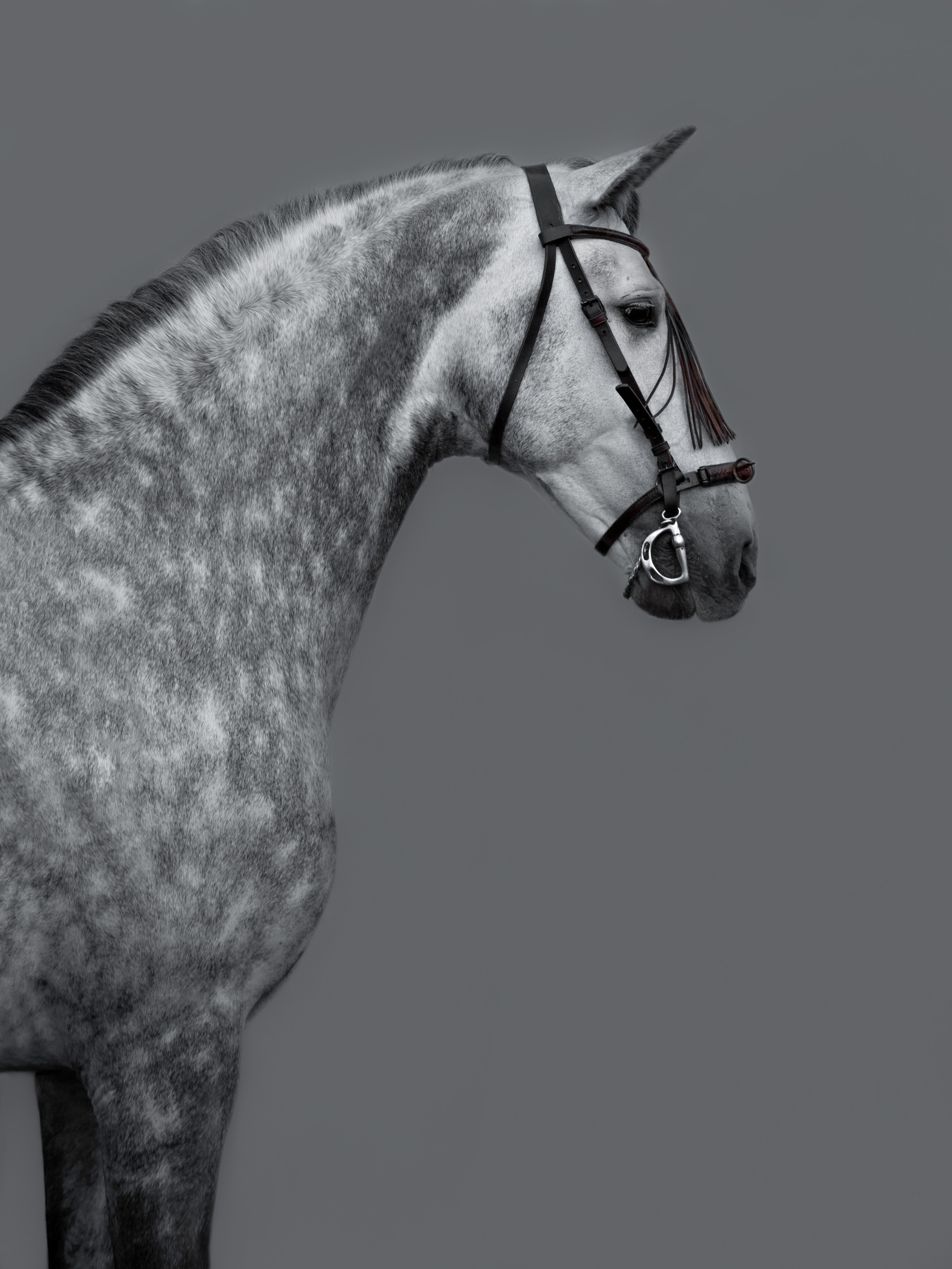 Интерьерная съёмка лошадей. Конный фотограф в Калининграде Елена Курбатова