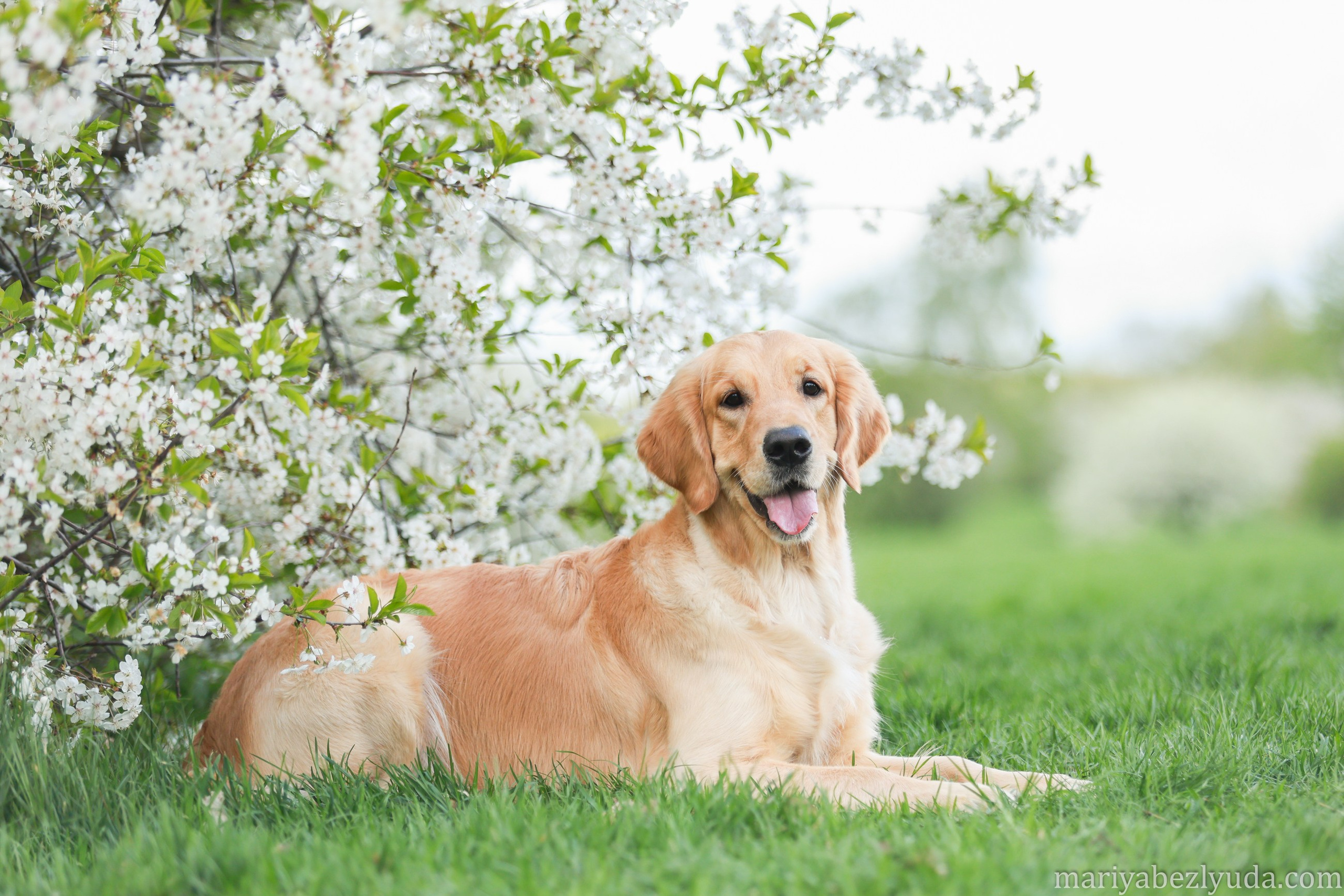 Весеннее цветение в парках. Семейный и детский фотограф в Москве Мария Быкова