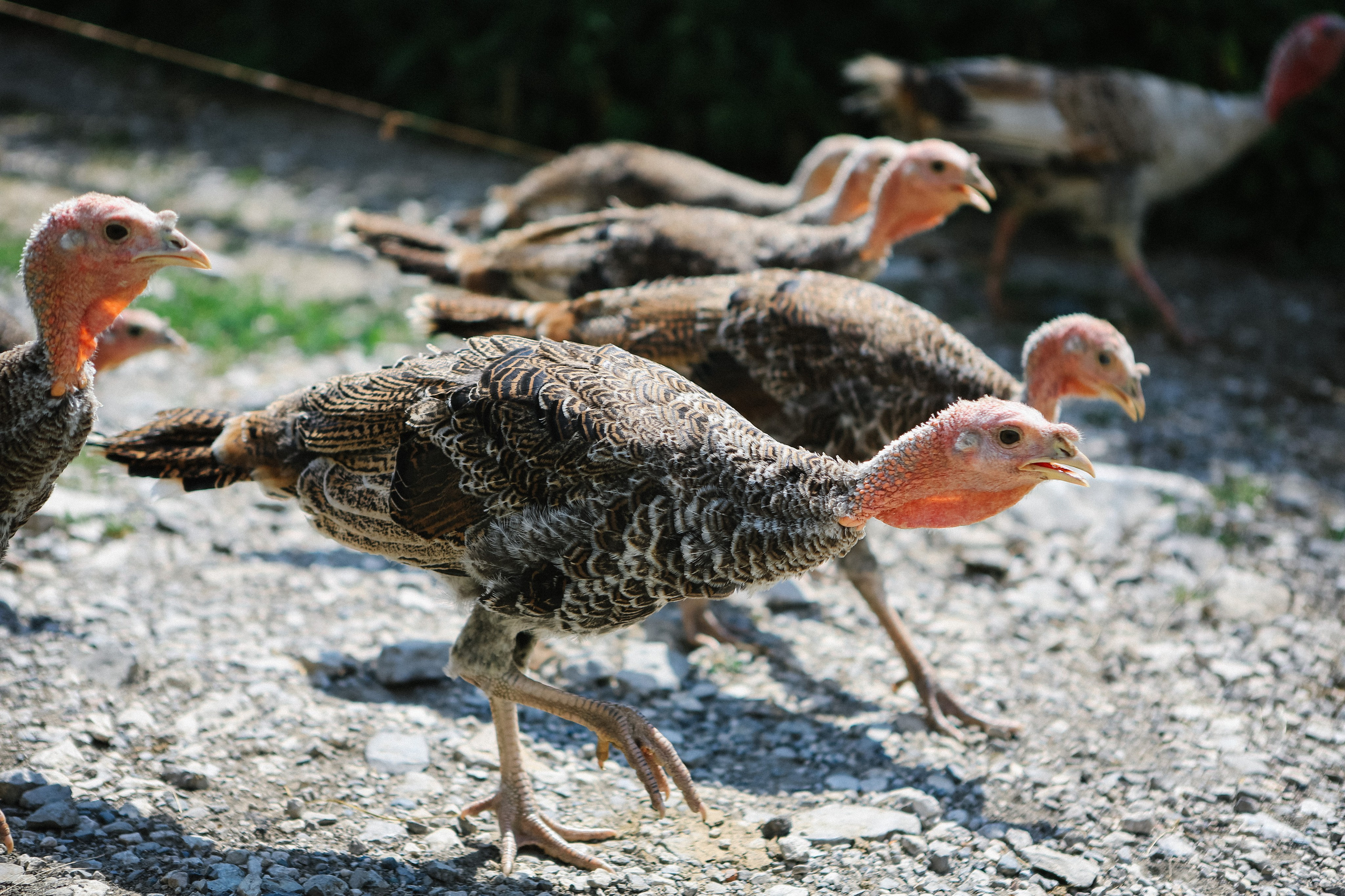 Пресс-тур для Неизвестного Кавказа. Свадебный и портретный фотограф в Пятигорске, КМВ — Власова Юля
