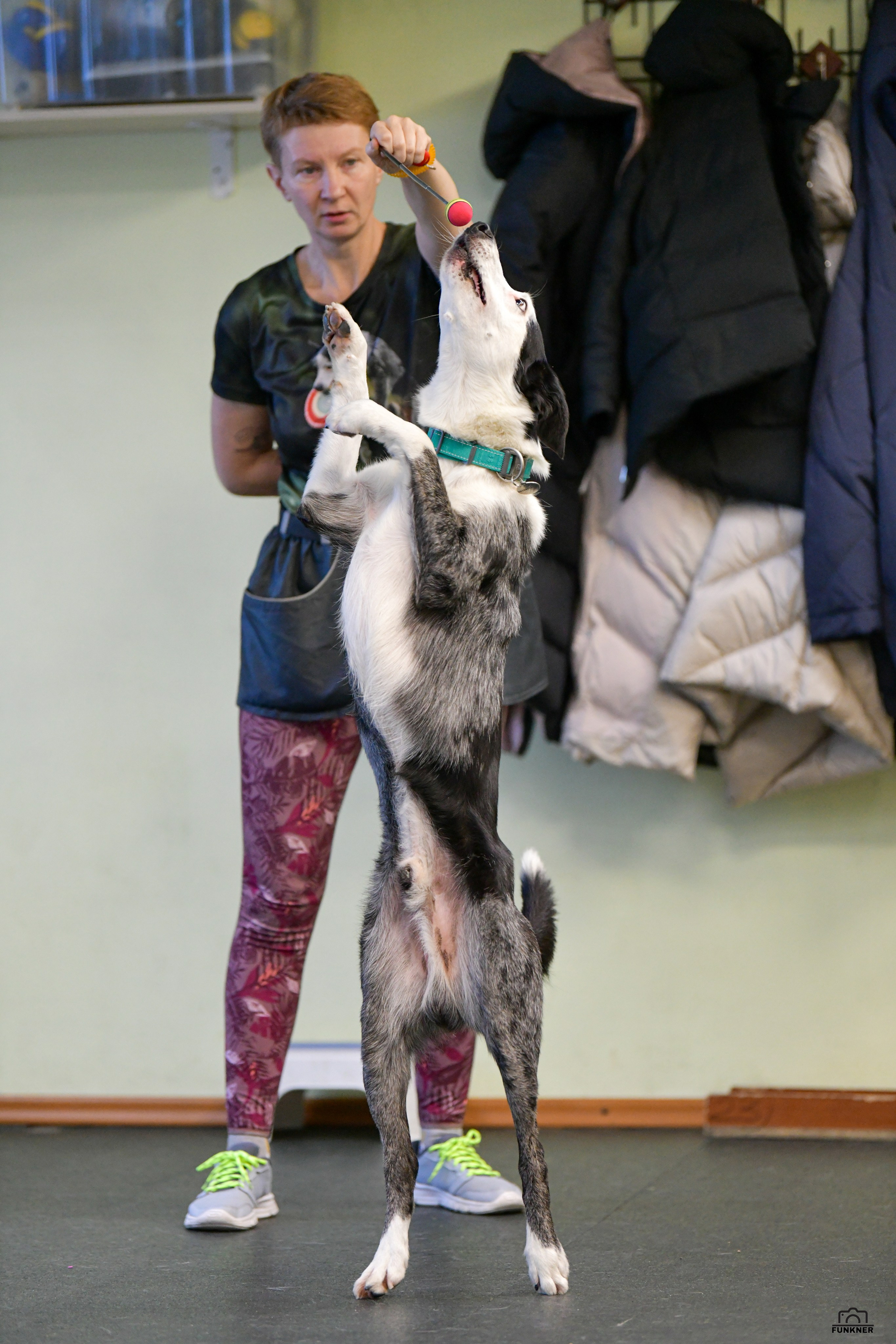 Кинологический клуб «Бодрый хвост». Свой взгляд через объектив