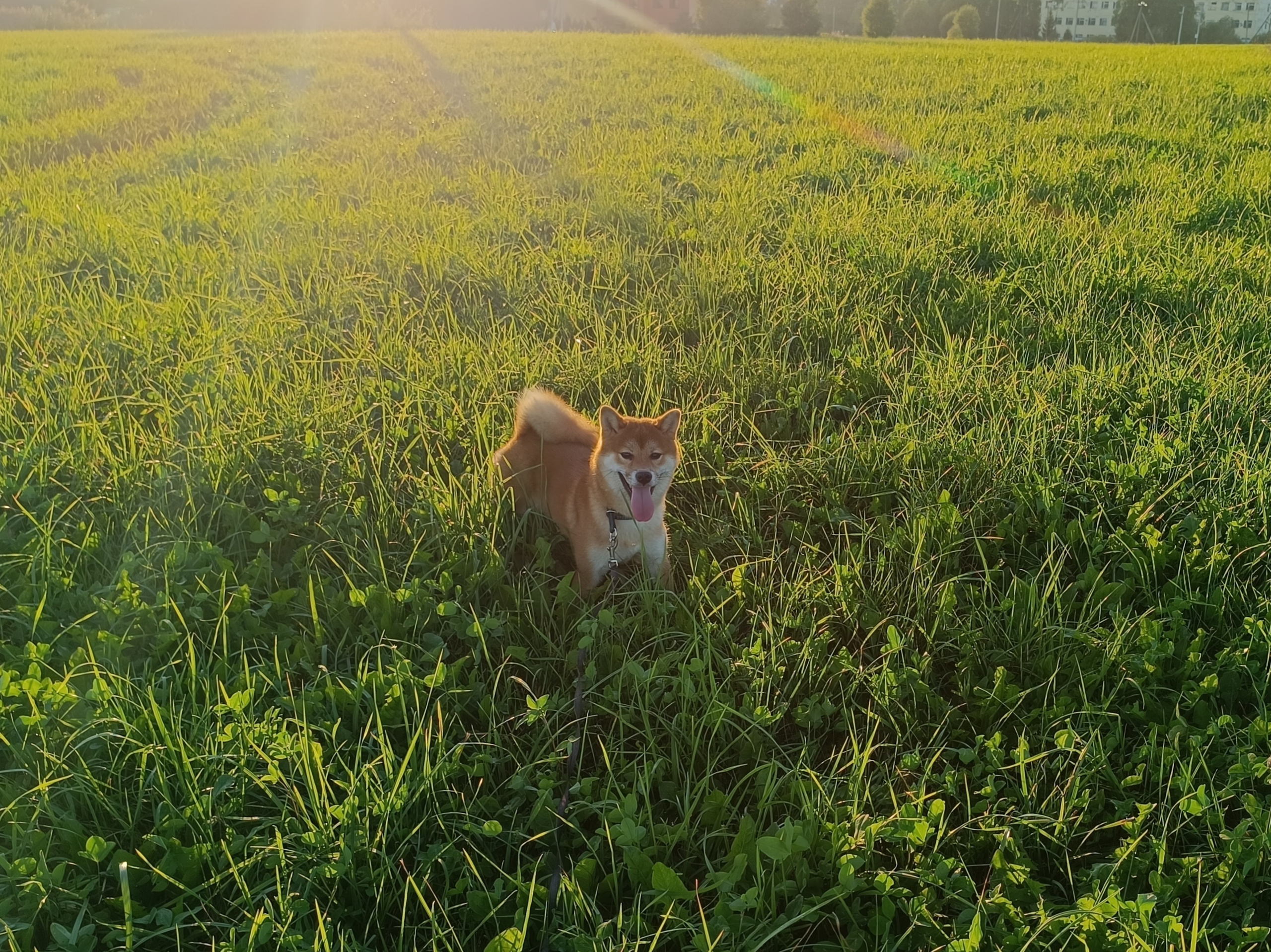 Сиба Rubylight Ellis питомник Рубилайт