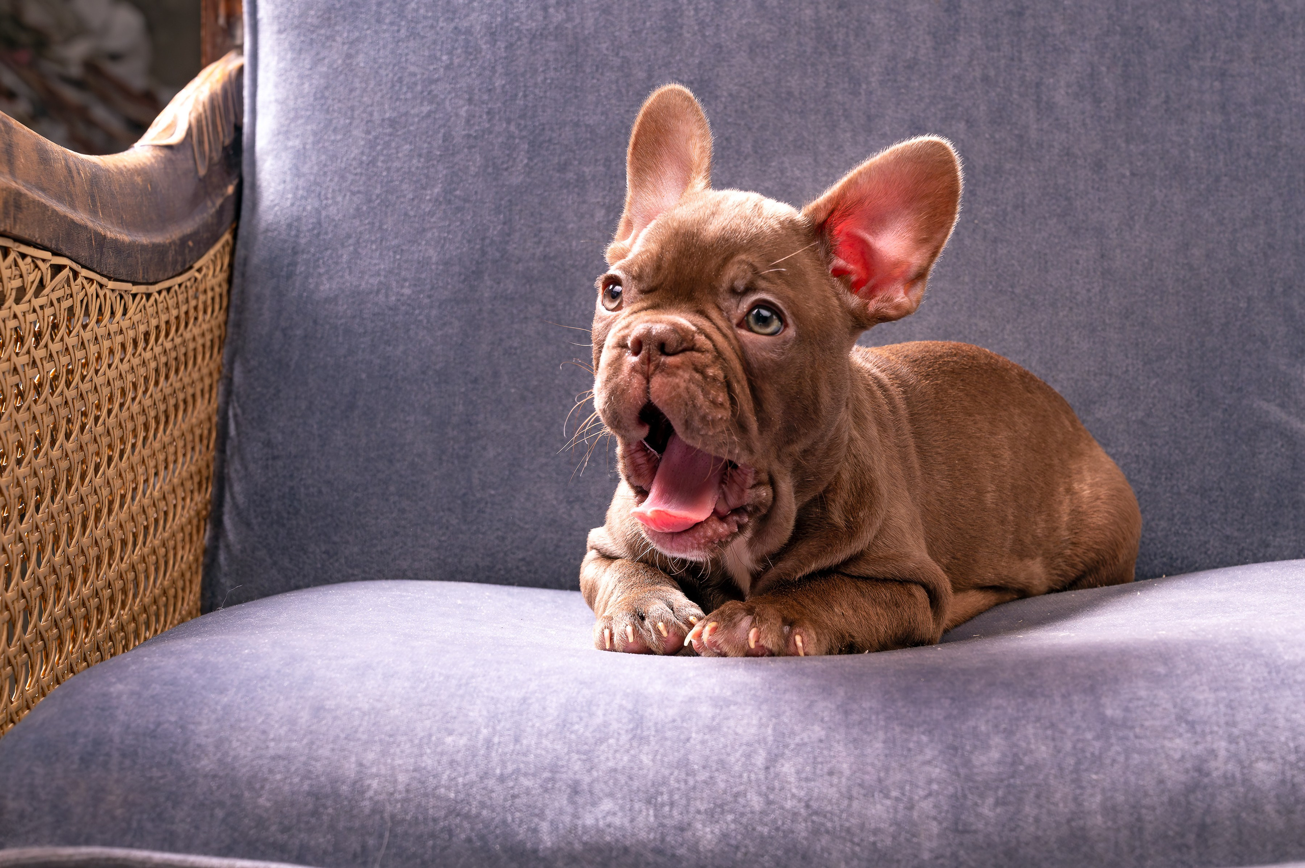 Питомцы. Экспресс-портрет, фото для сайтов и соцсетей