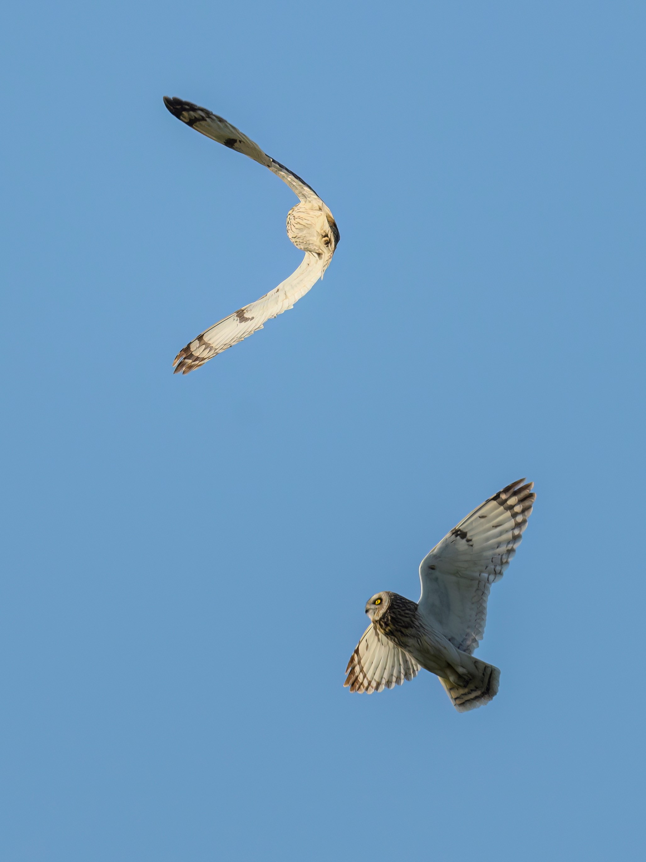 Совы играют в догонялки. Wildlife photography by Sergey Puponin