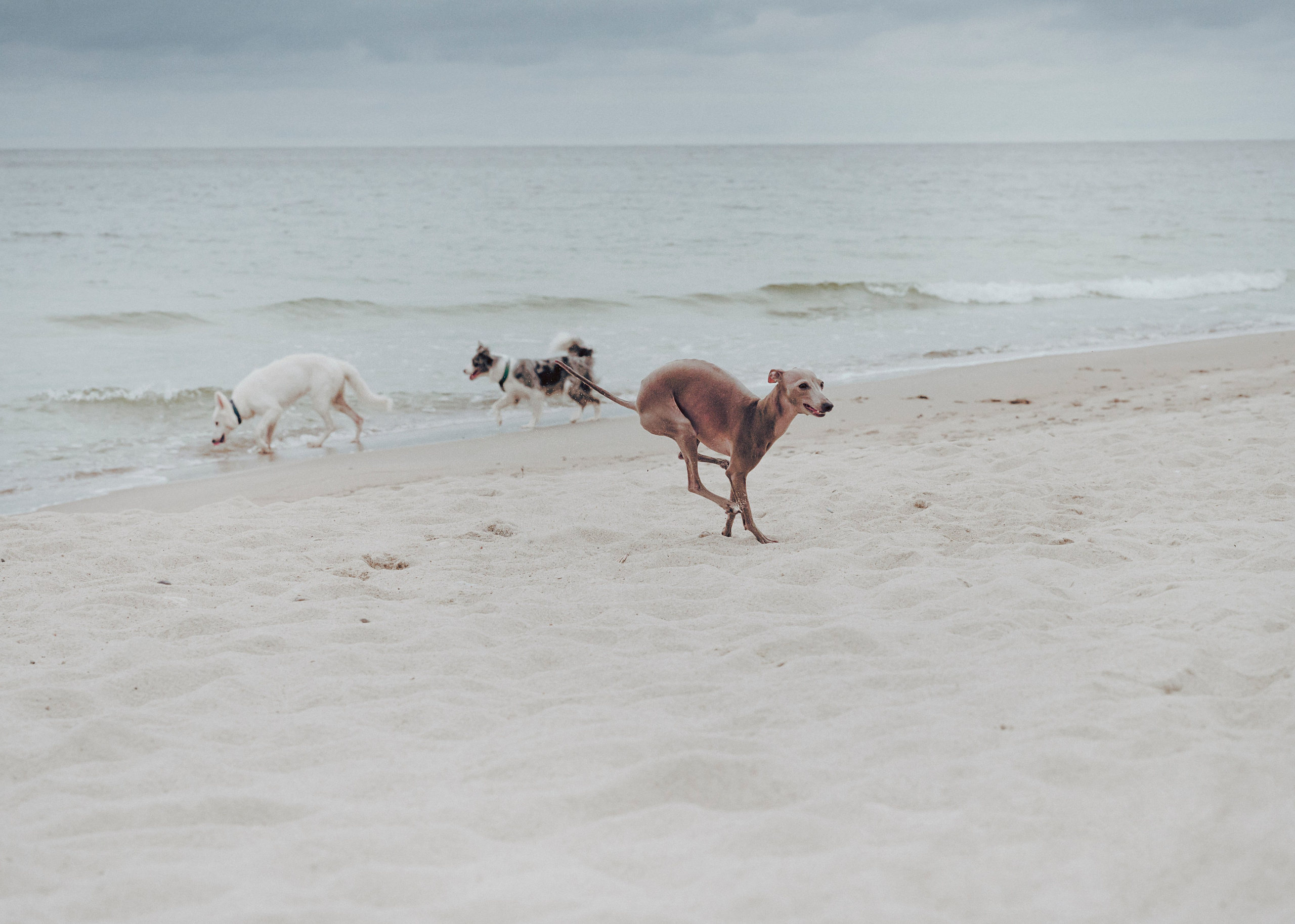 Фотограф- анималист Александра Матвеева