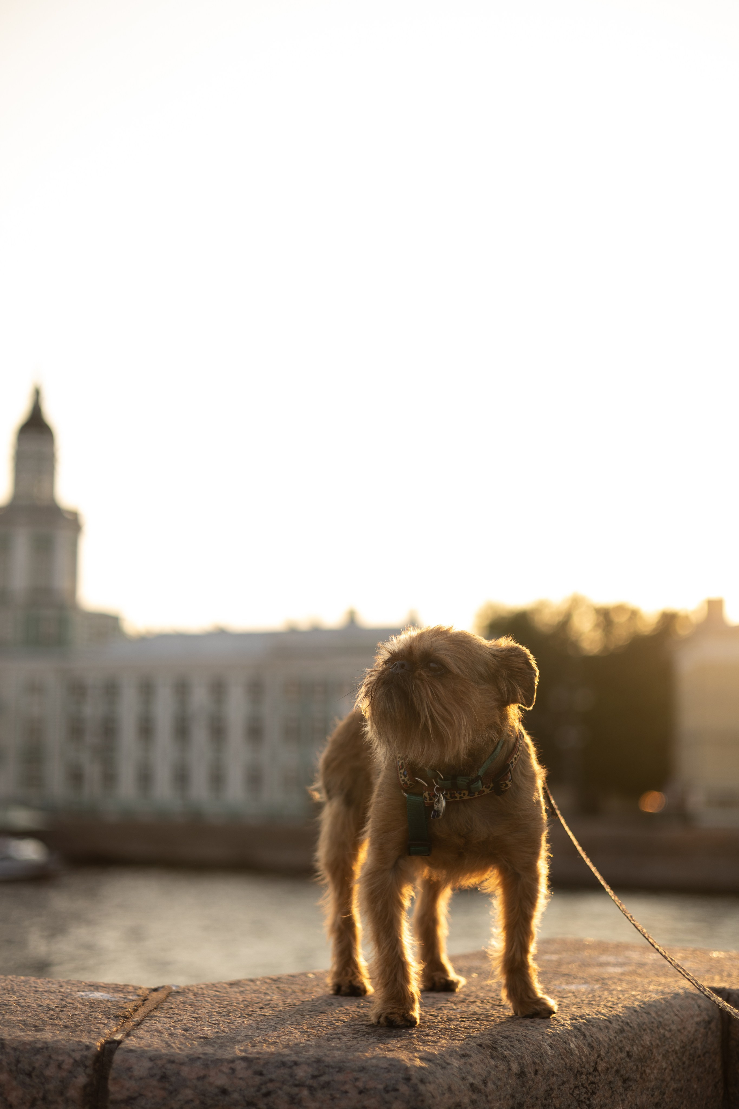 Екатерина и Жуль. Фотограф животных Евгения Верцинская