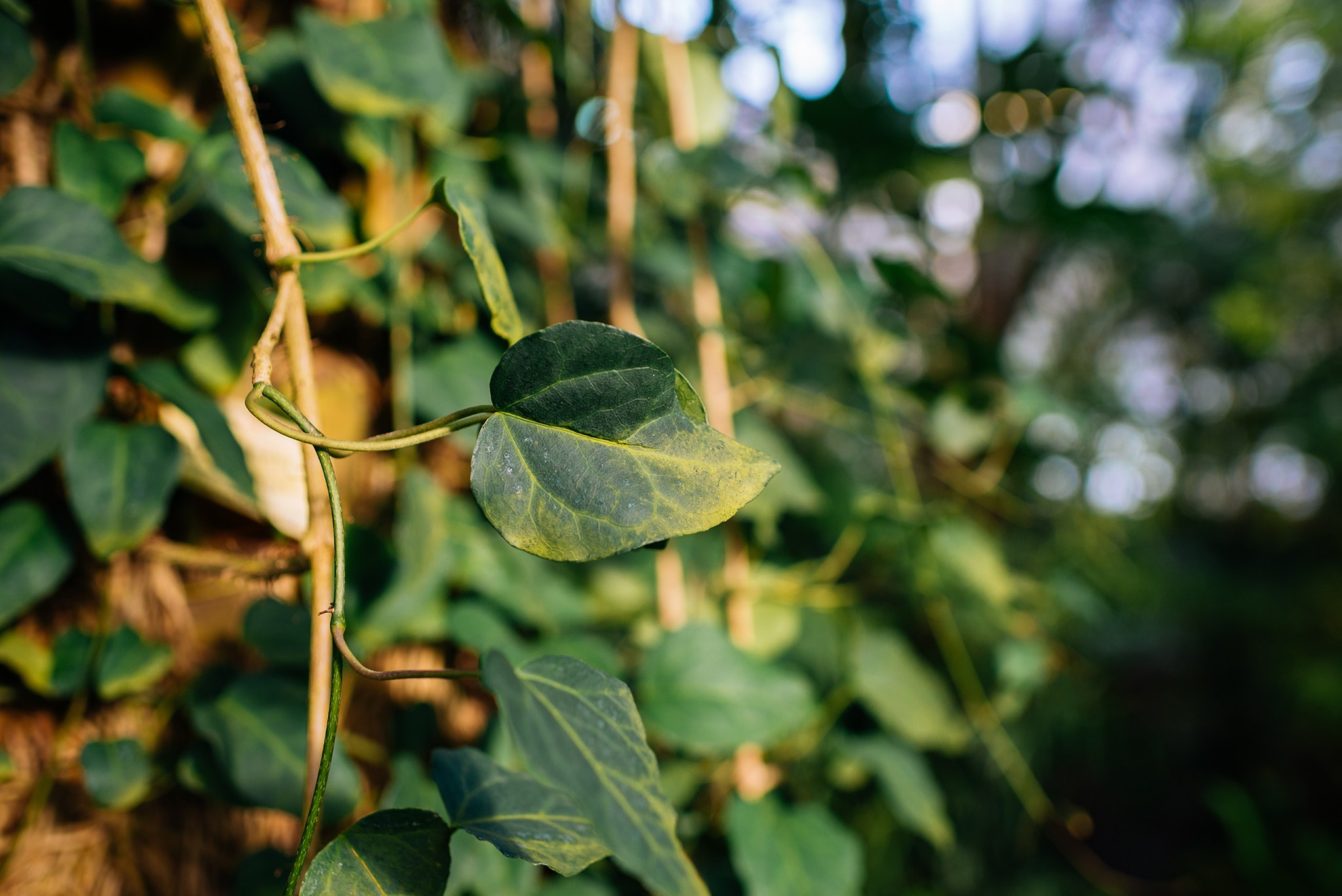 Ботанический сад. Субтропический маршрут. Март 26. Репортажный фотограф в Санкт-Петербурге Анастасия Клёпова