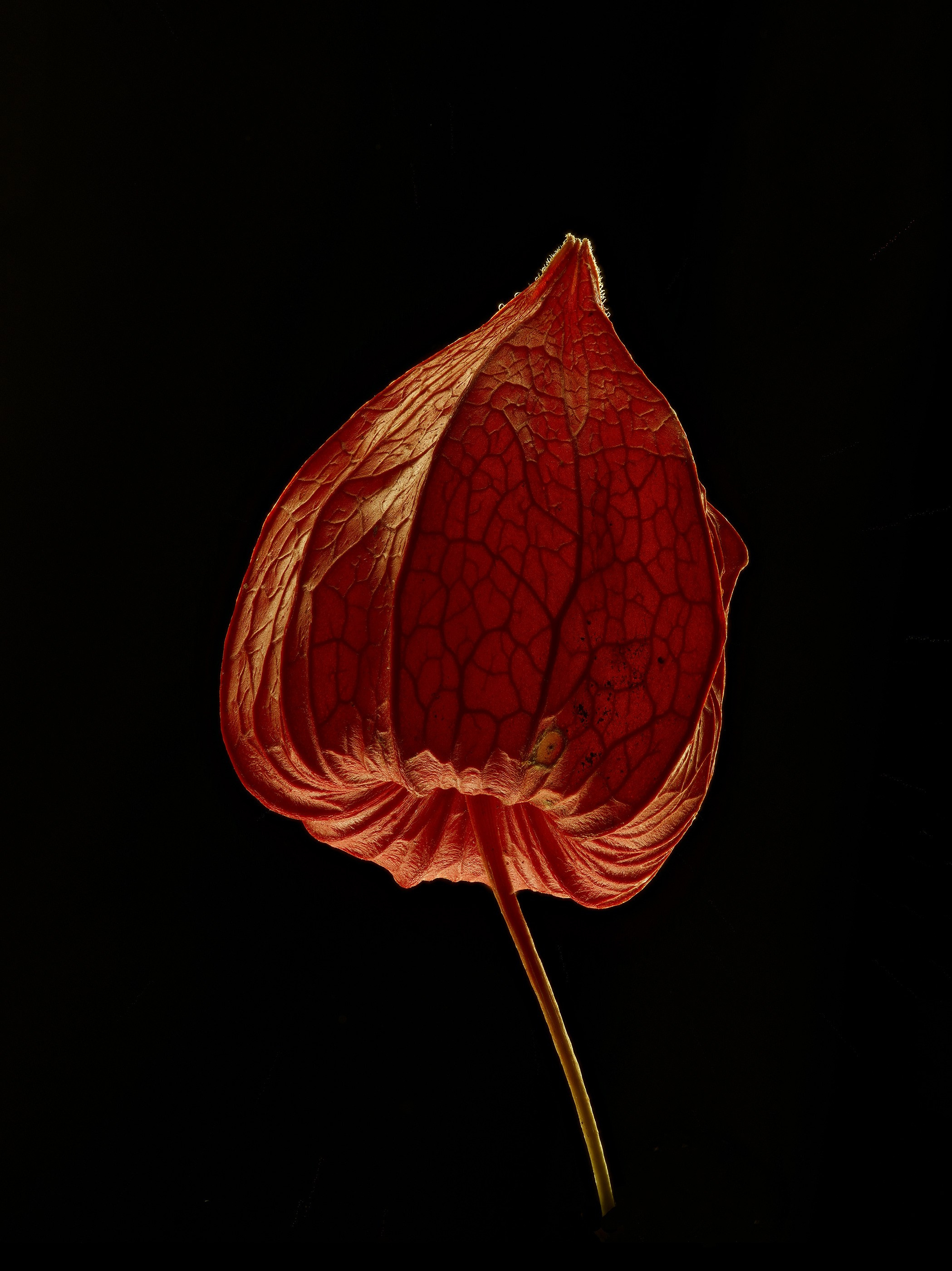 ANOTHER FORM. LUMEN DUO Art photography for interiors