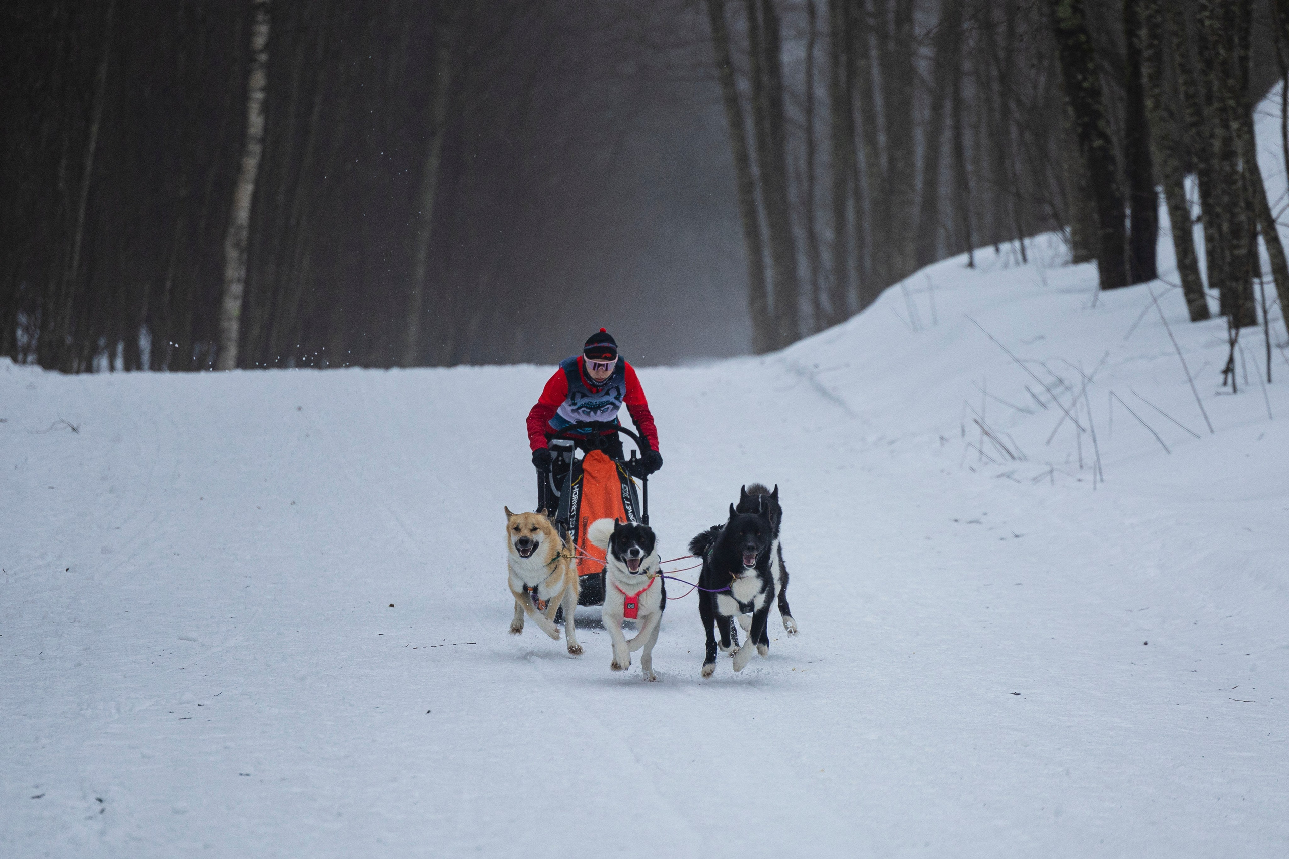 Зимний Чемпионат Санкт-Петербурга по ездовому спорту. Фотограф-анималист Анна Маринич