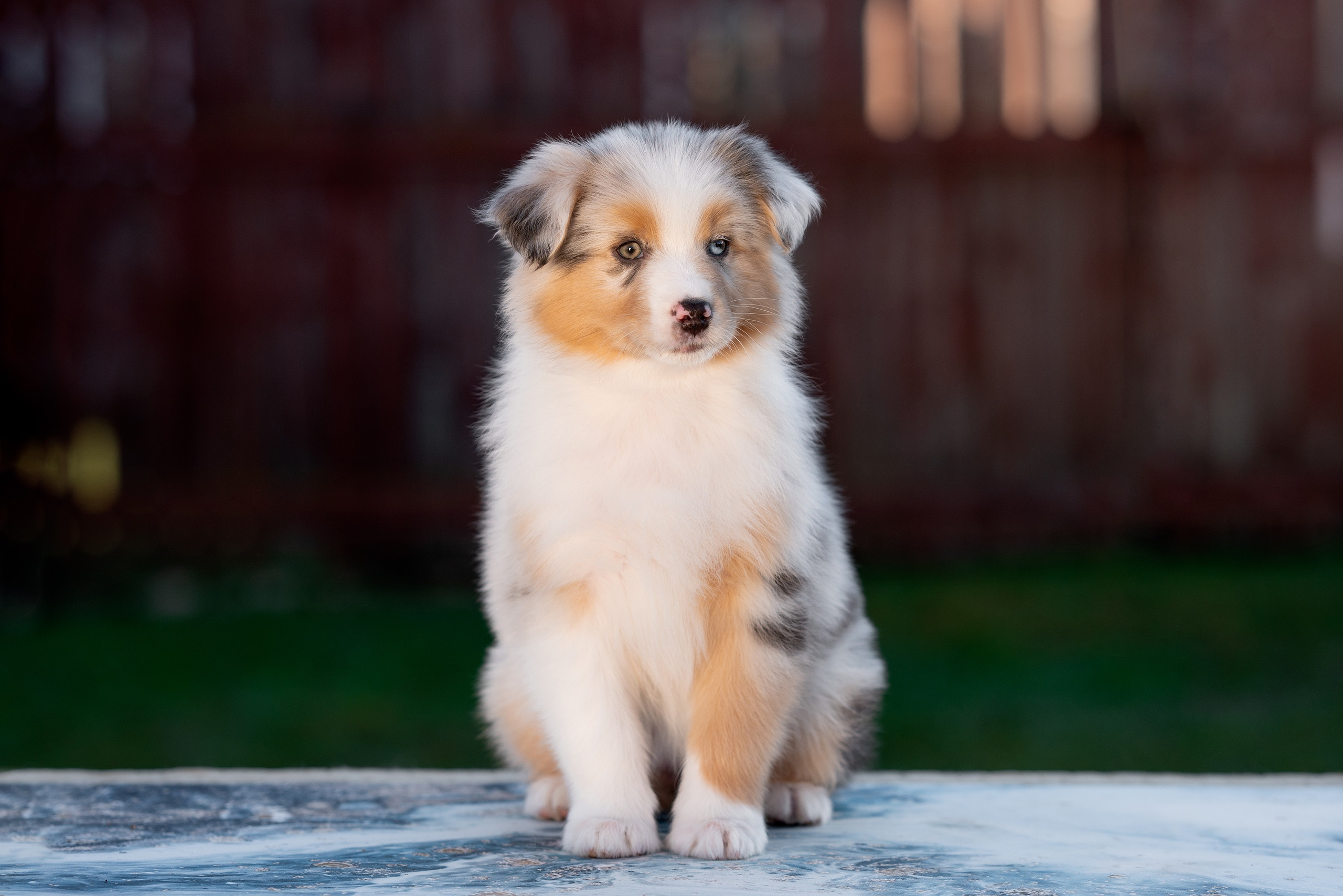 Заводчик Влада Эльман. Творческий фотограф Вологда