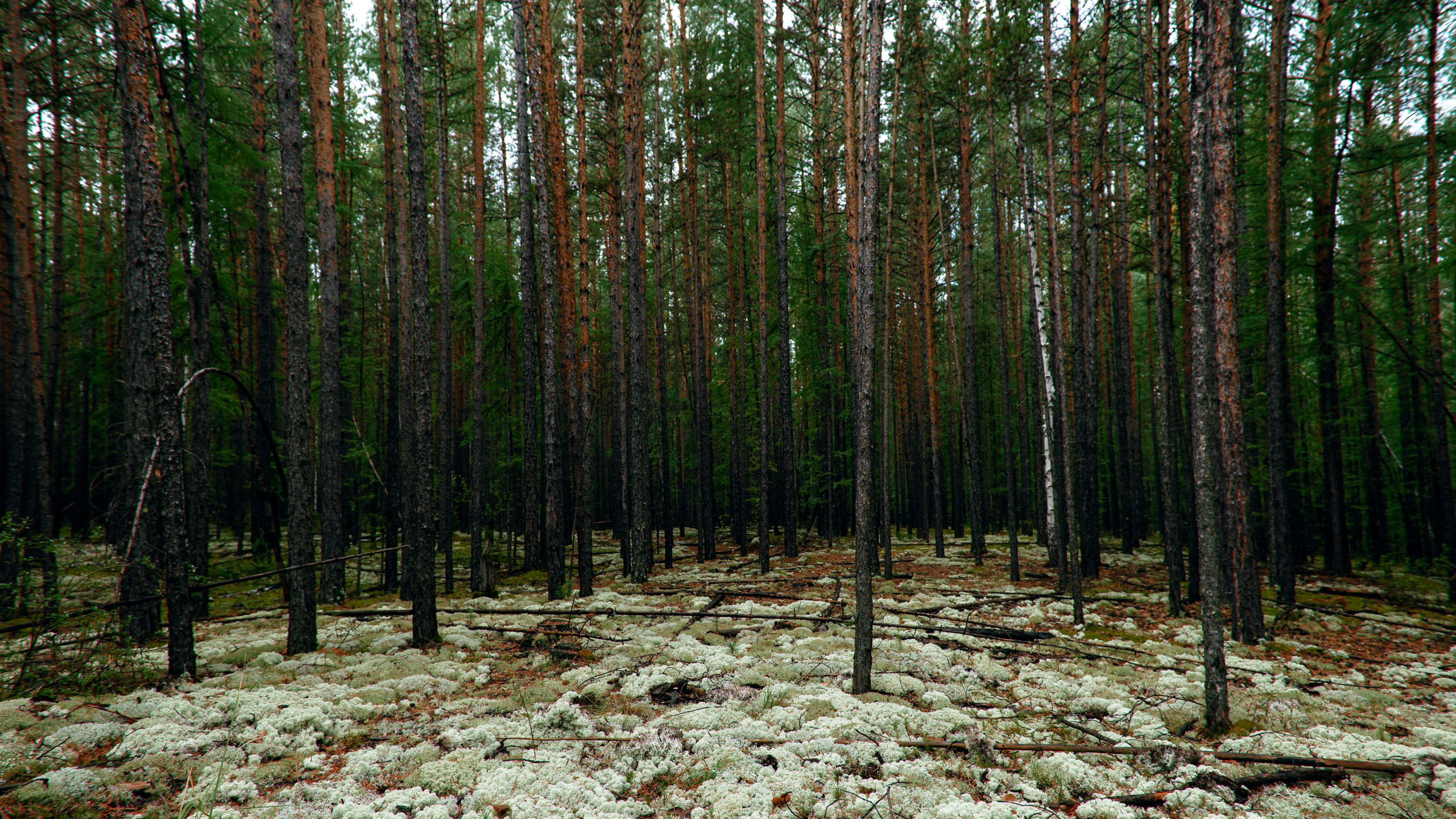 Ну вот как эту красоту не показать? А точнее, как о ней рассказать, если не показать?. Предметный фотограф и ретушер Улан-Удэ Алла Белова