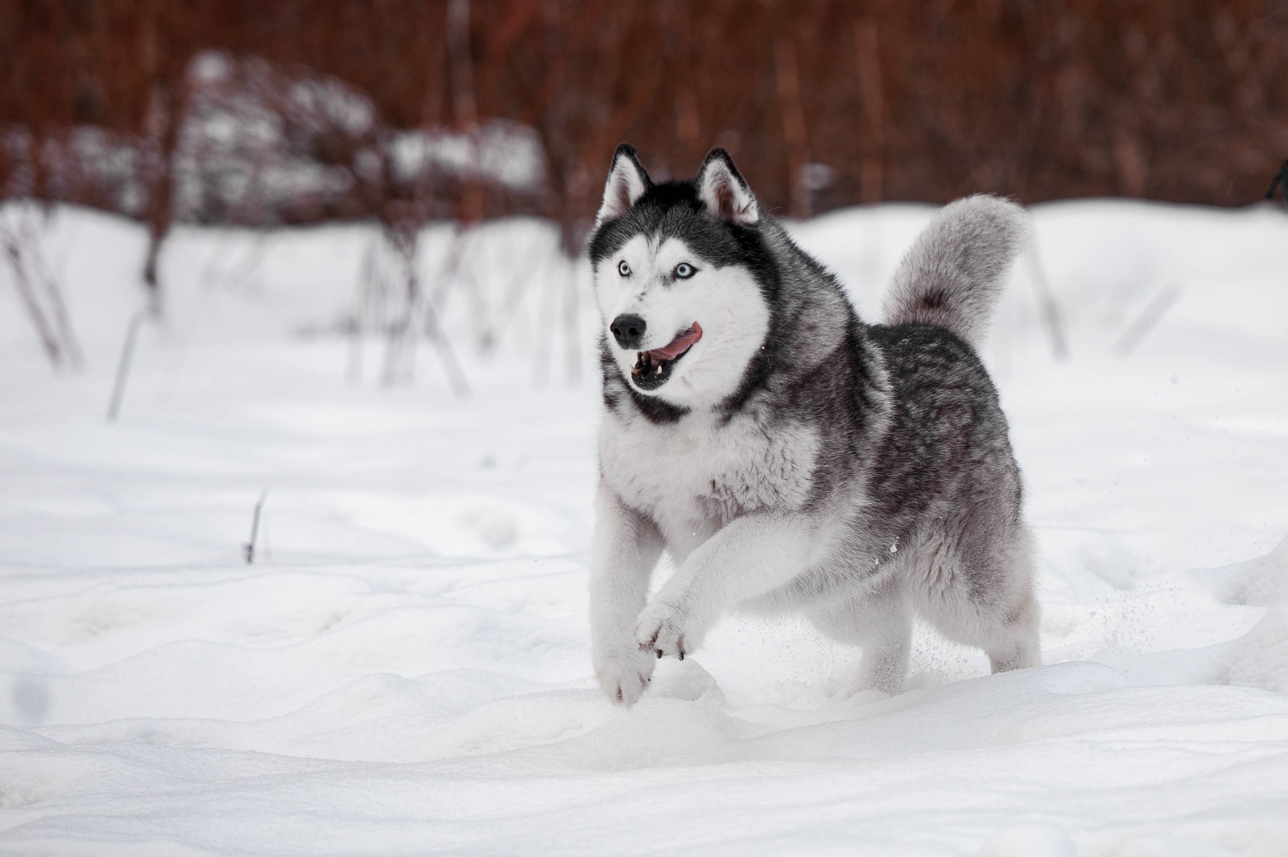 Шанель. Фотограф-анималист