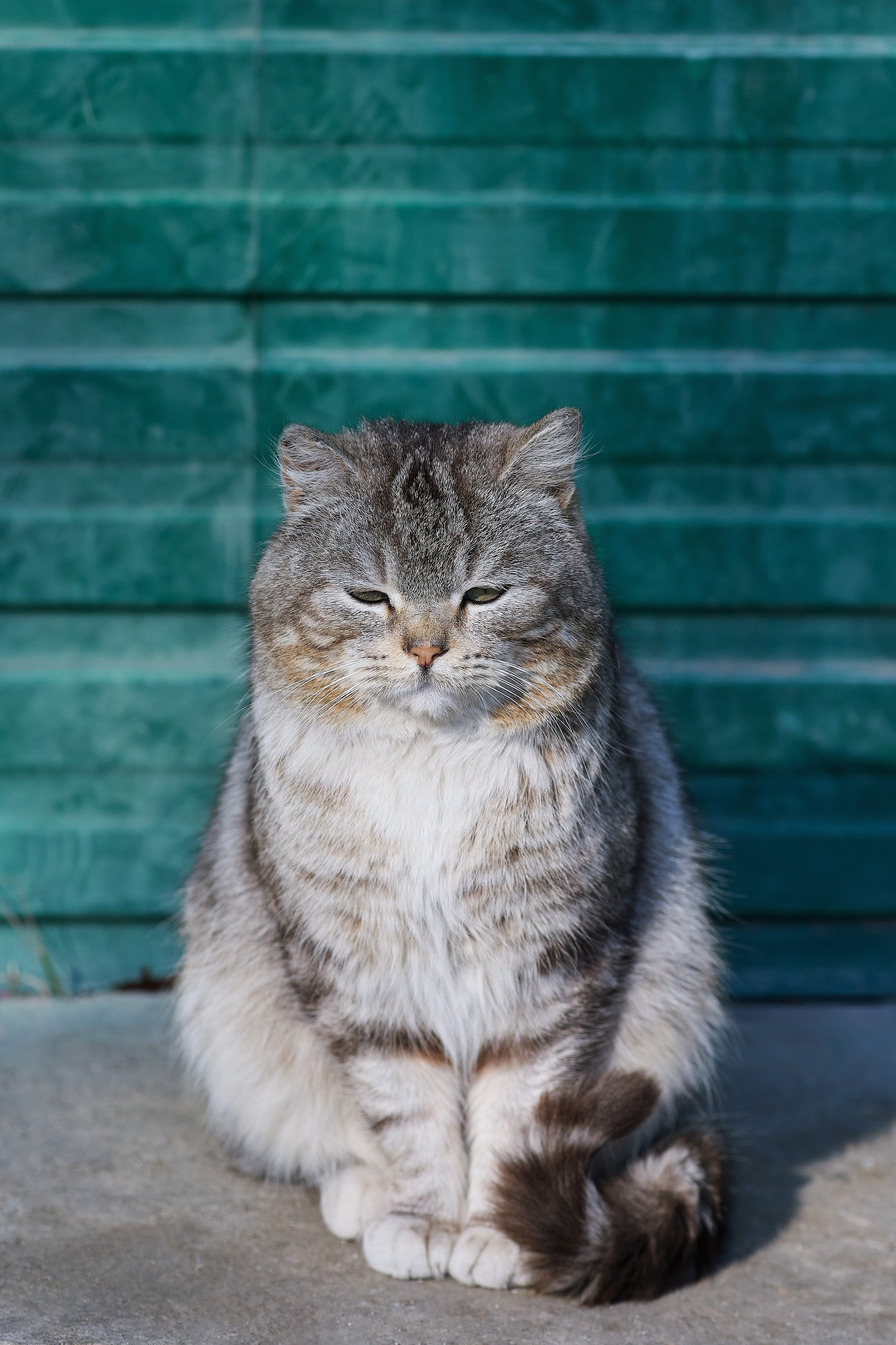 Кот, отдыхающий на бетонной плите около магазина