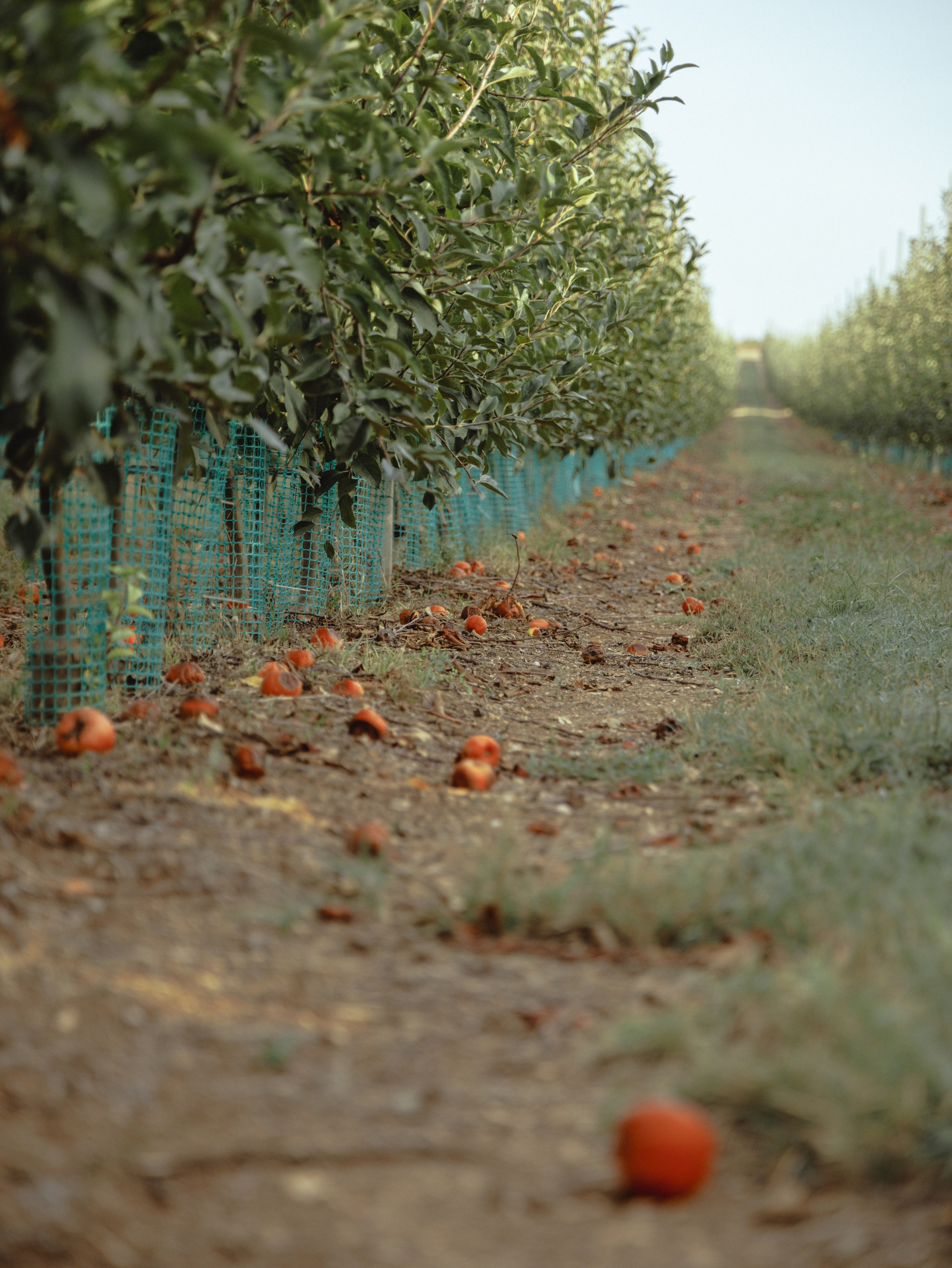Domik в саду. Артем Корнев Фотограф