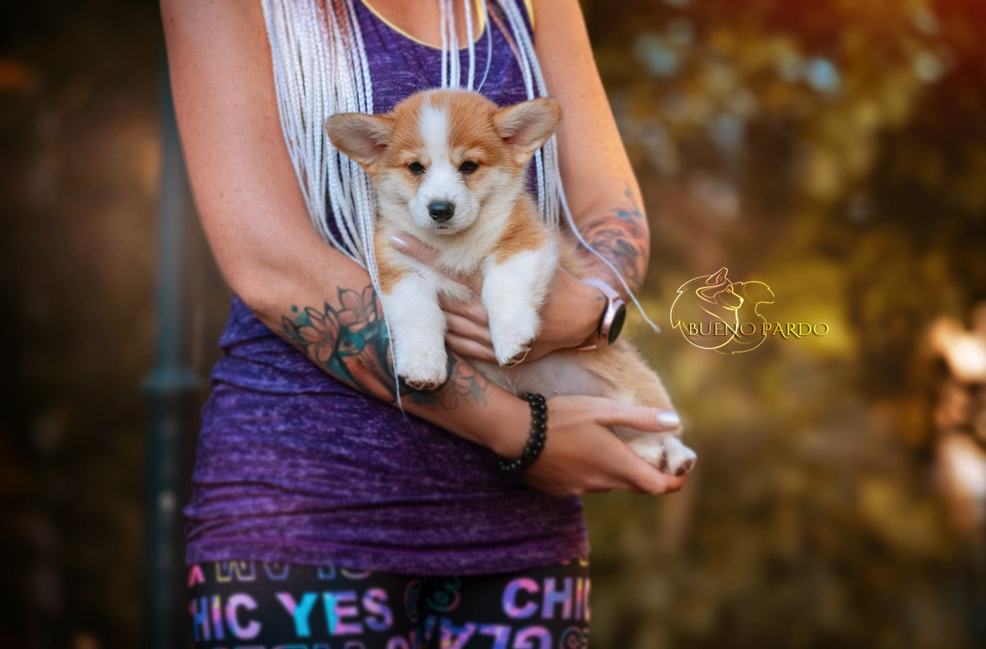 Щенки вельш корги пемброк из питомника. Питомник собак Акита, Хаски, Корги