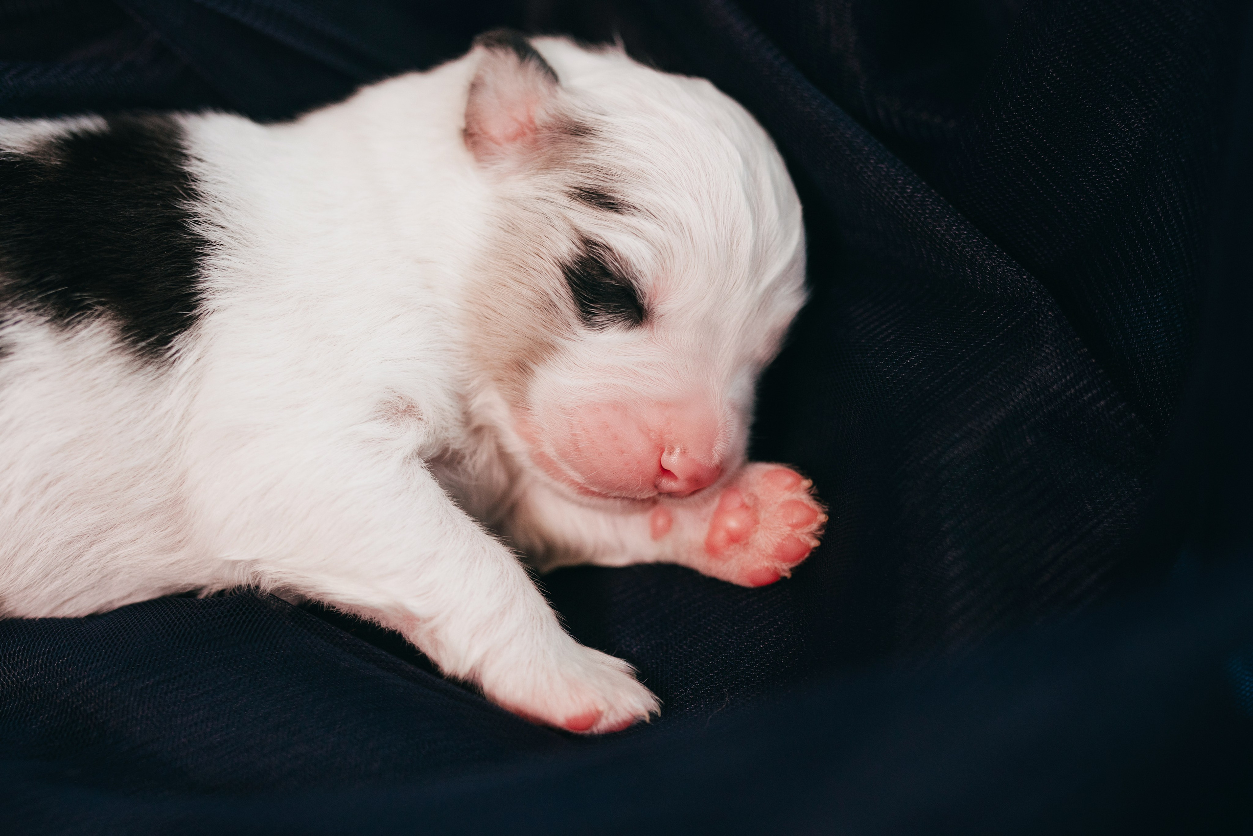 Аусси. Фотограф анималист Осипчикова Мария