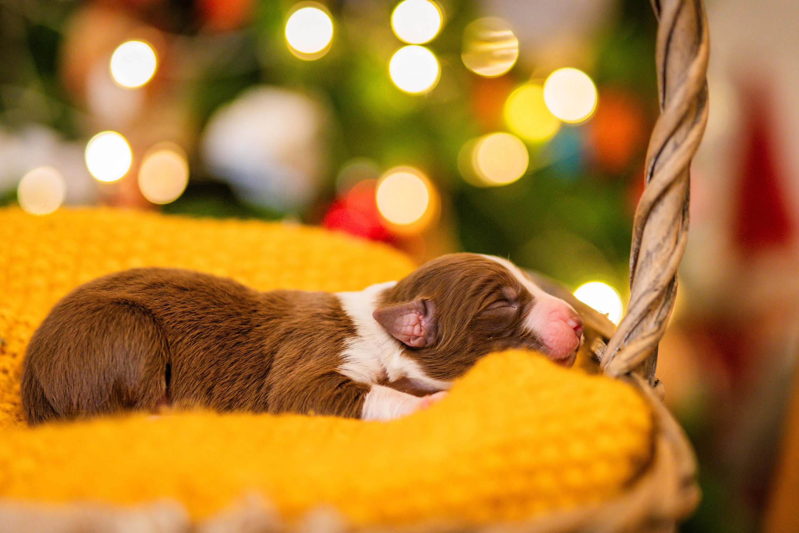 Фритсвит. Семейный фотограф Ефремова Виктория