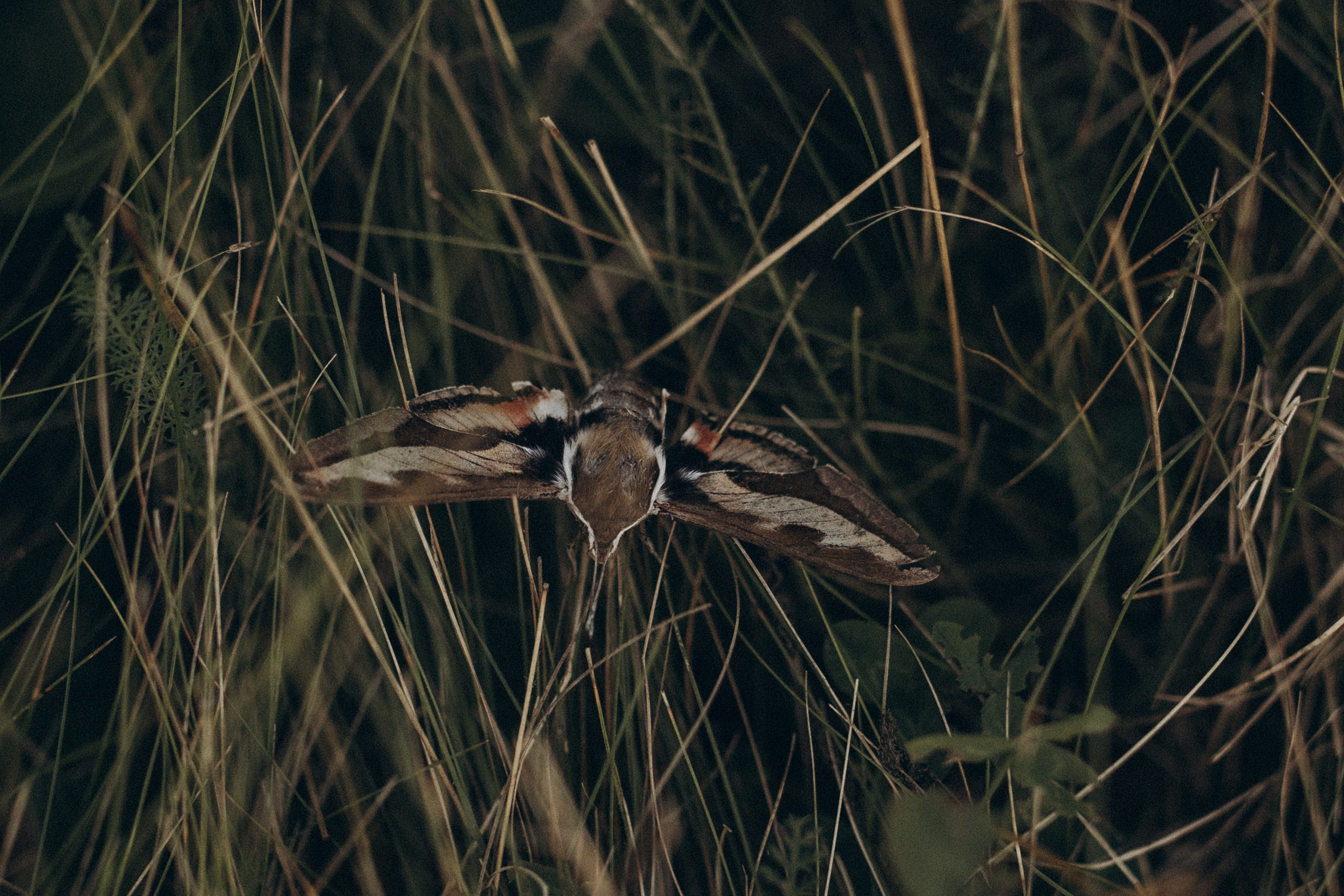 Папа и дети. Семейный фотограф lifestyle в Новосибирске Елена Шпилевая