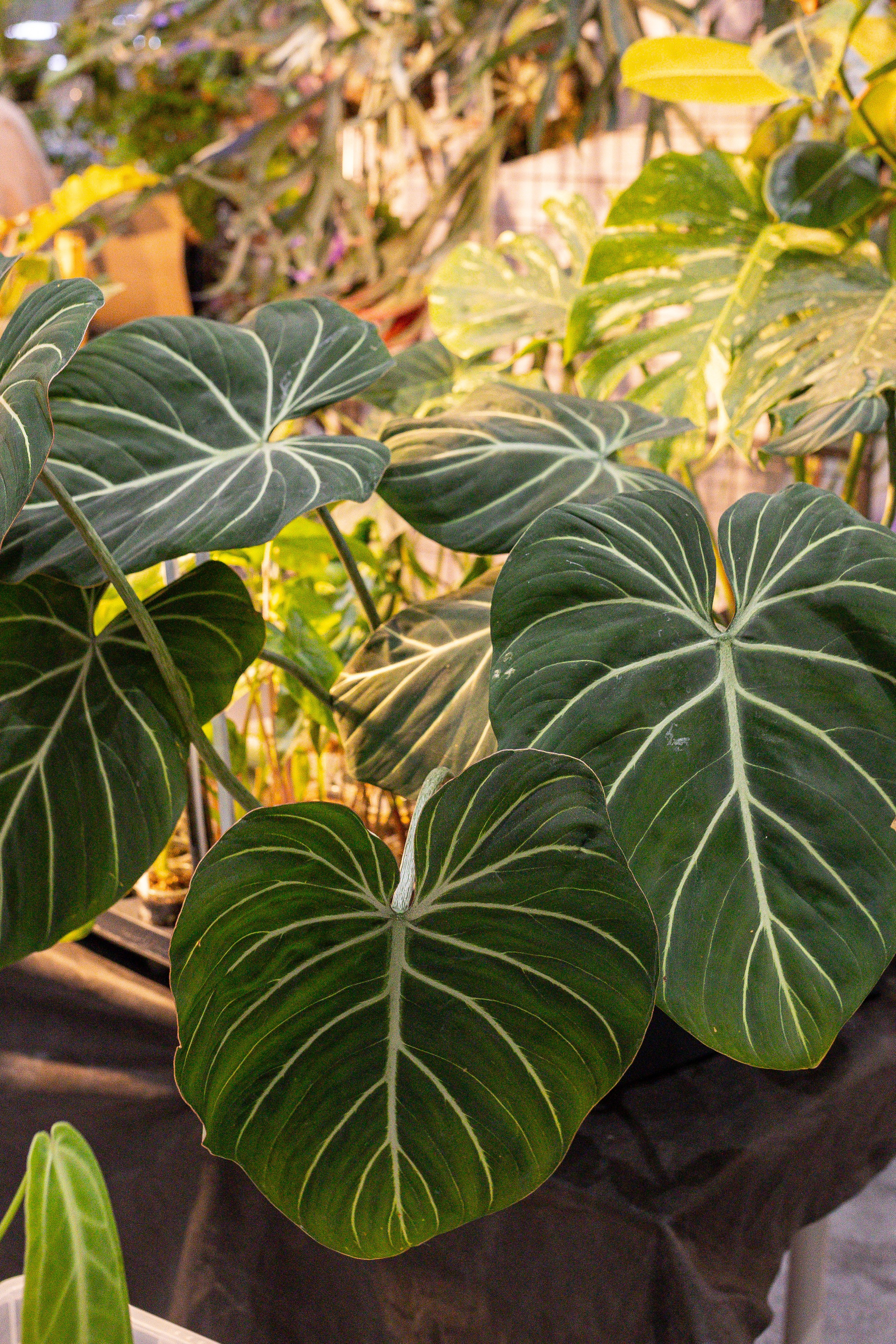 Монстериум 11–12 октября. Александра Куликова фотограф, Москва