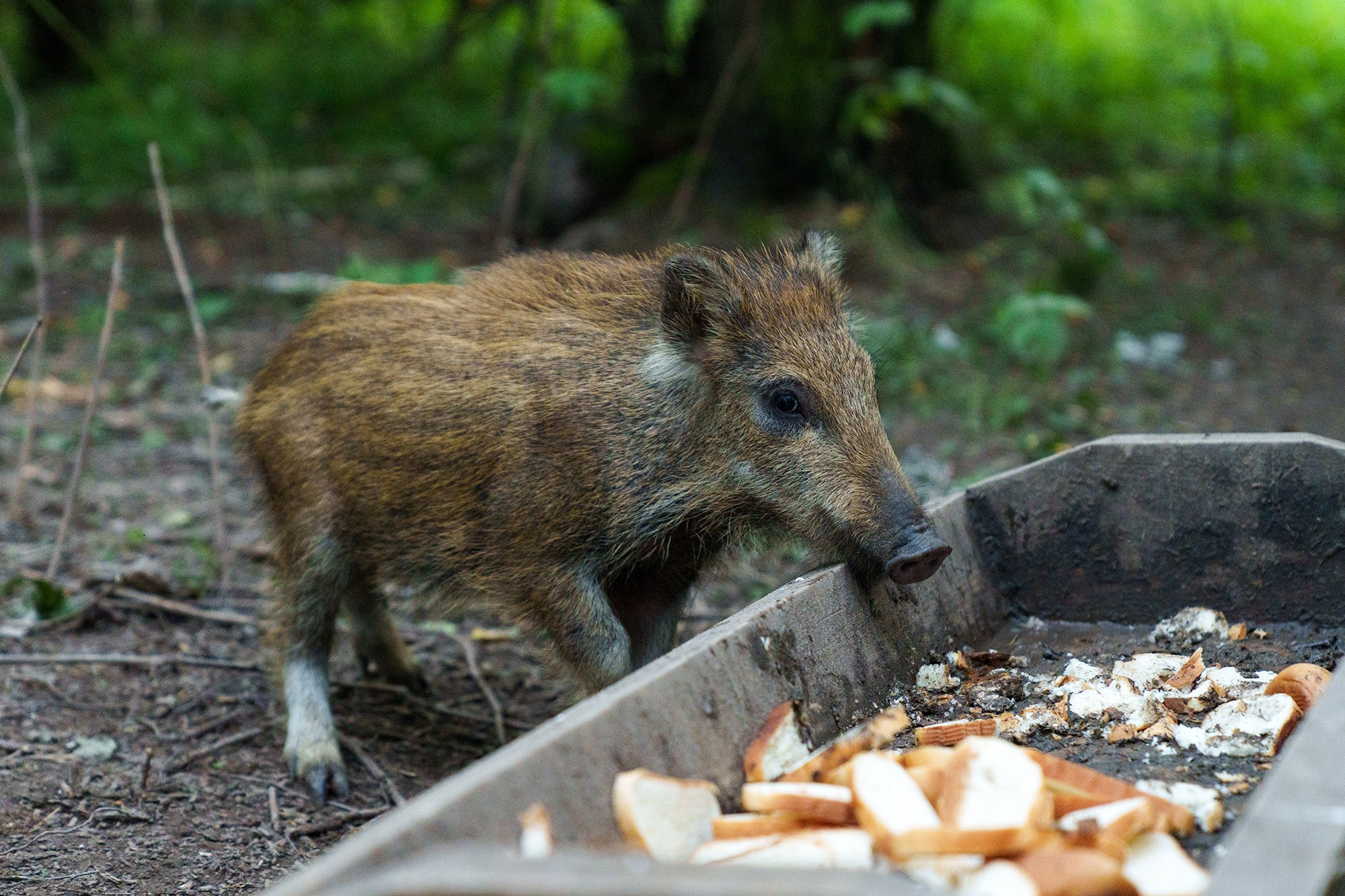 Животные. Ваш личный фотограф Марина Волкова