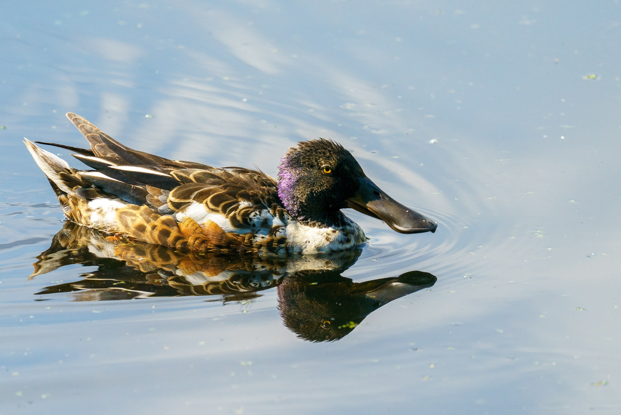 Удивительные мир птиц. Вокруг нас столько прекрасного — присмотритесь!. Ваш личный фотограф Марина Волкова