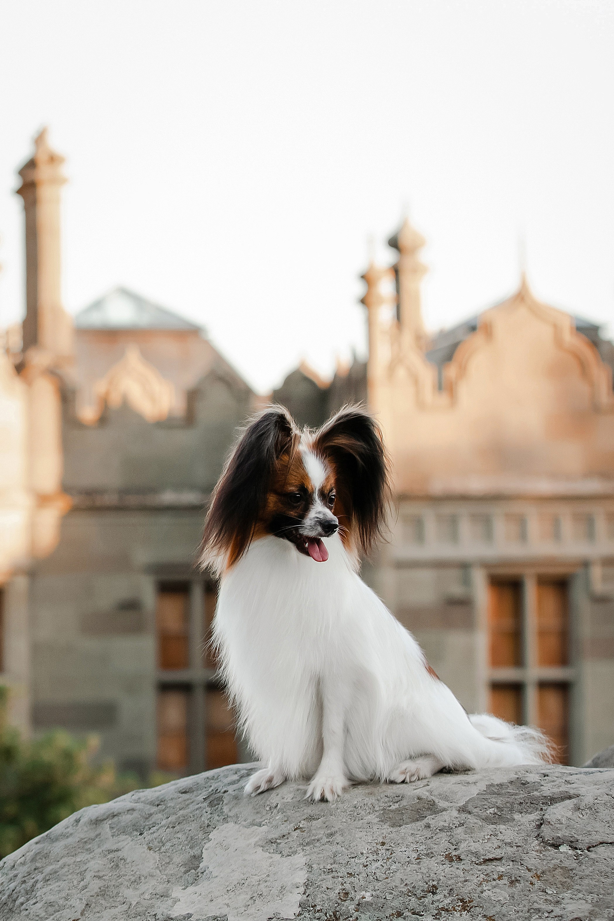 Экстерьерная съёмка Краснодар. Фотограф-анималист в Краснодаре Маша Мельникова
