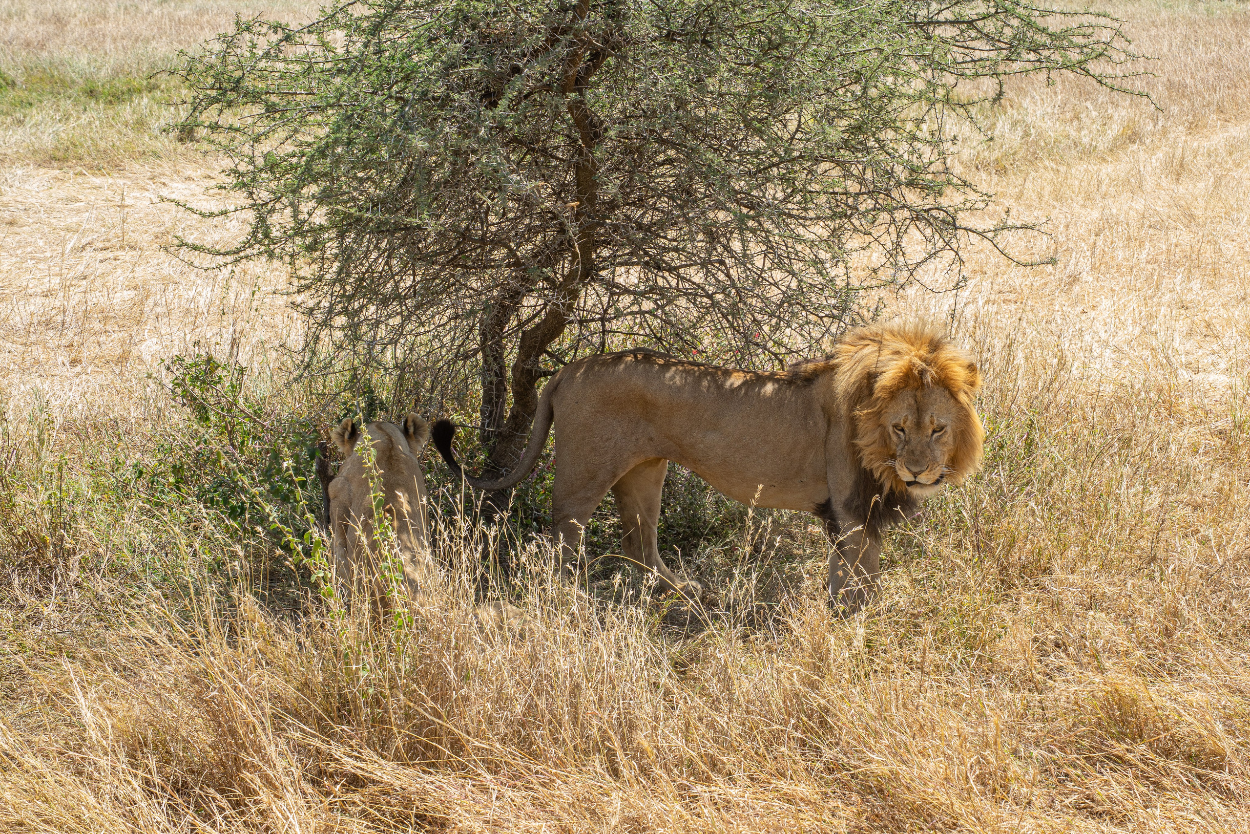 Танзания, сафари, 2025. Творческие сьемки