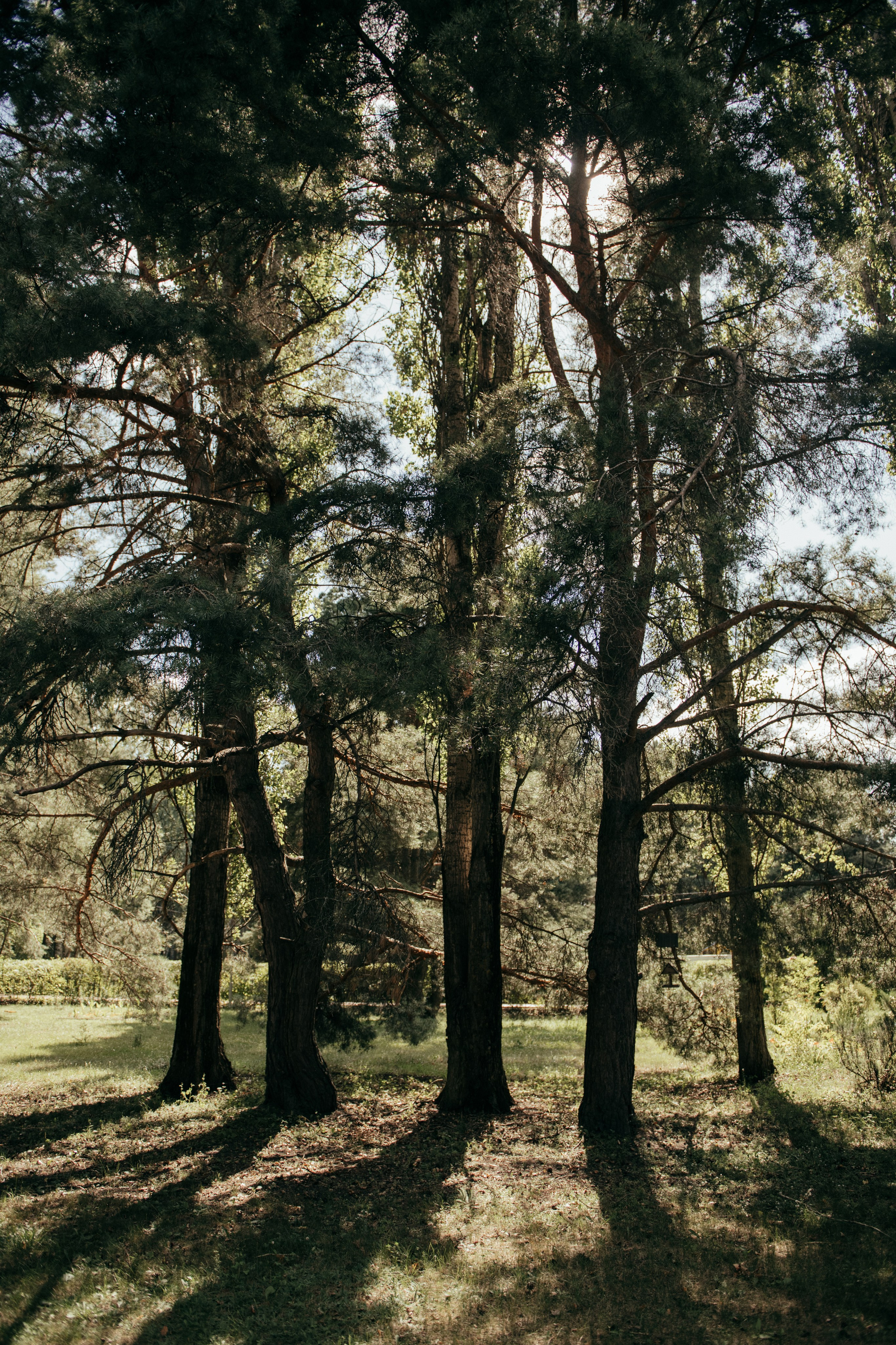 Виталий и Виктория. Свадебный и семейный фотограф Алиса Полякова |Старый Оскол | Воронеж