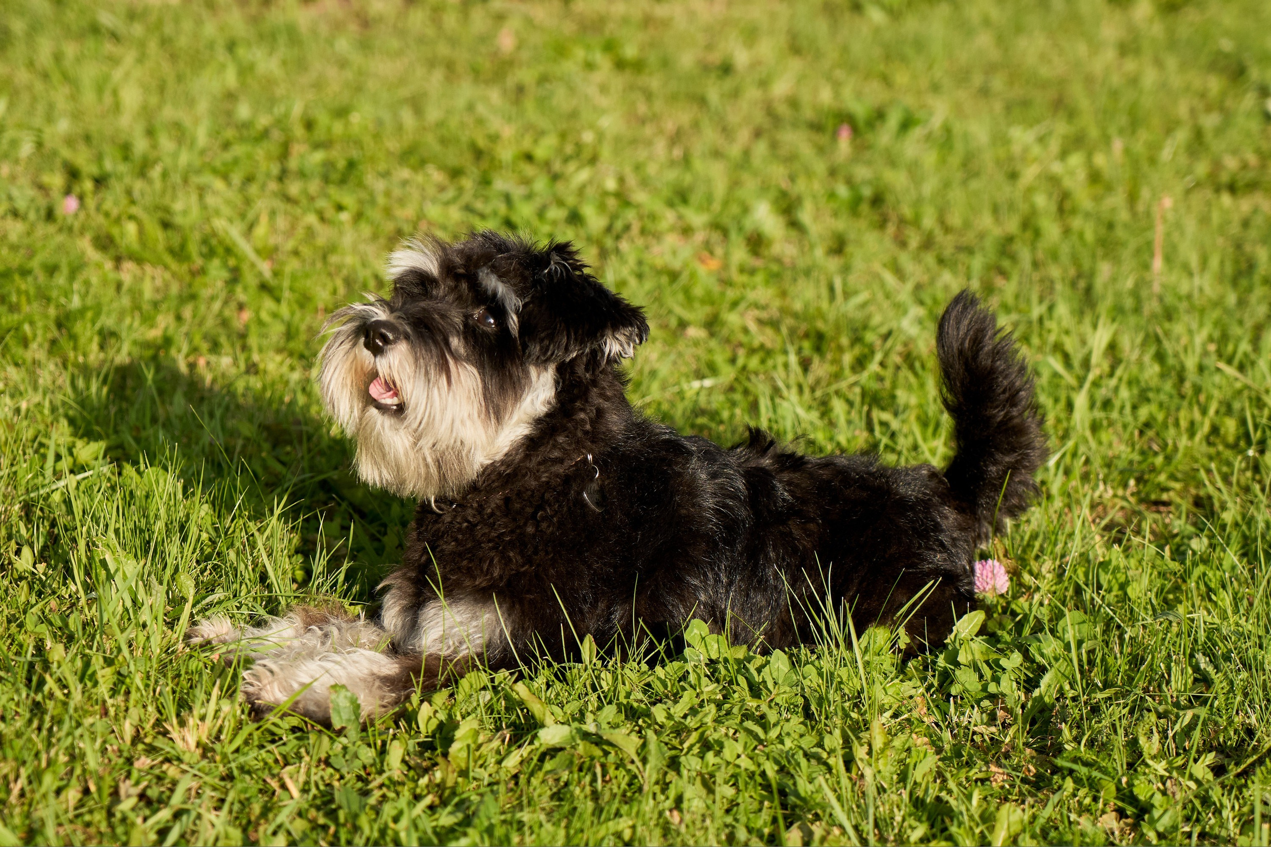 Съемка собак. Фотограф в Екатеринбурге Анастасия Фе