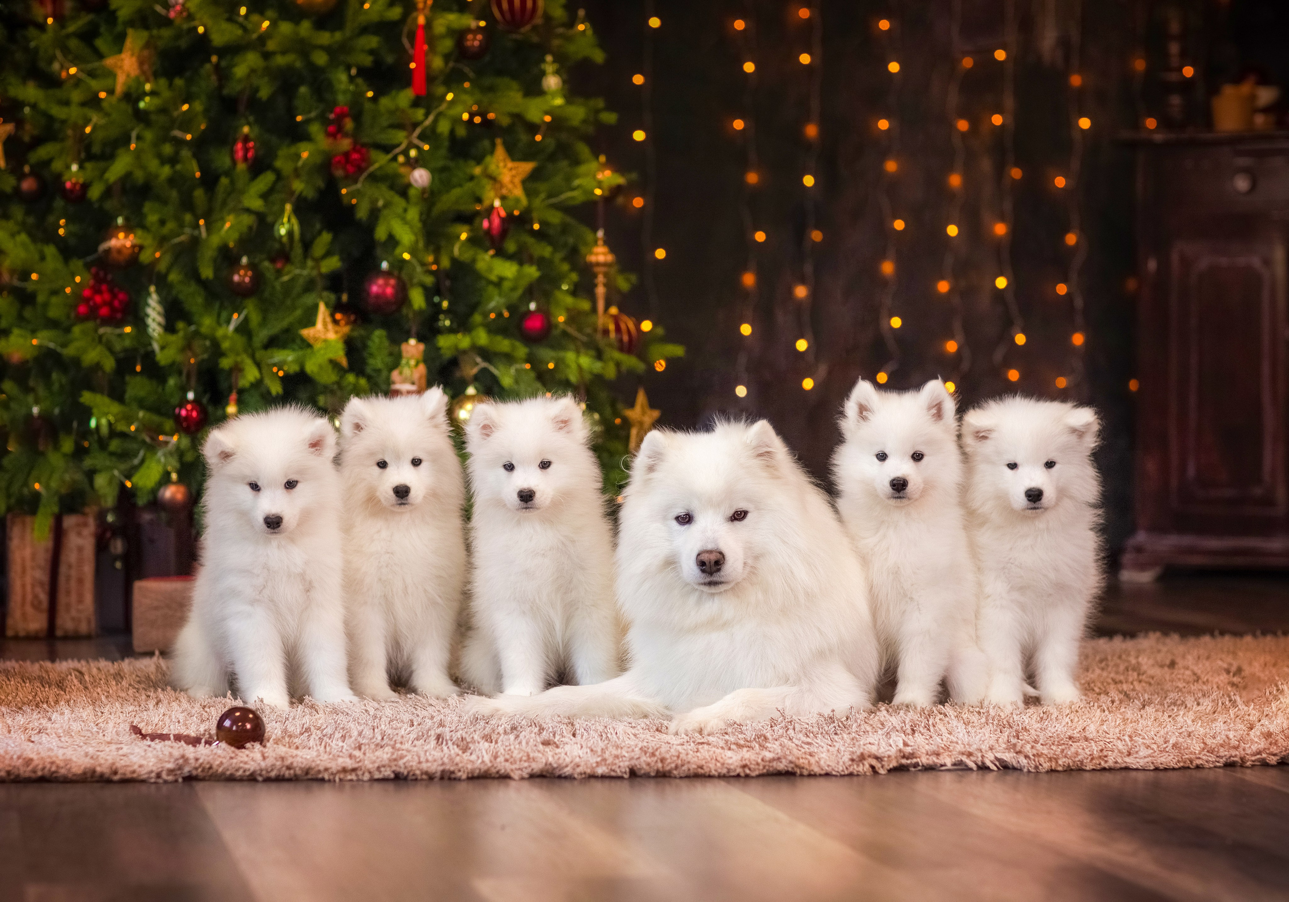 Фотосессия щенков. Фотограф для Вашей собаки